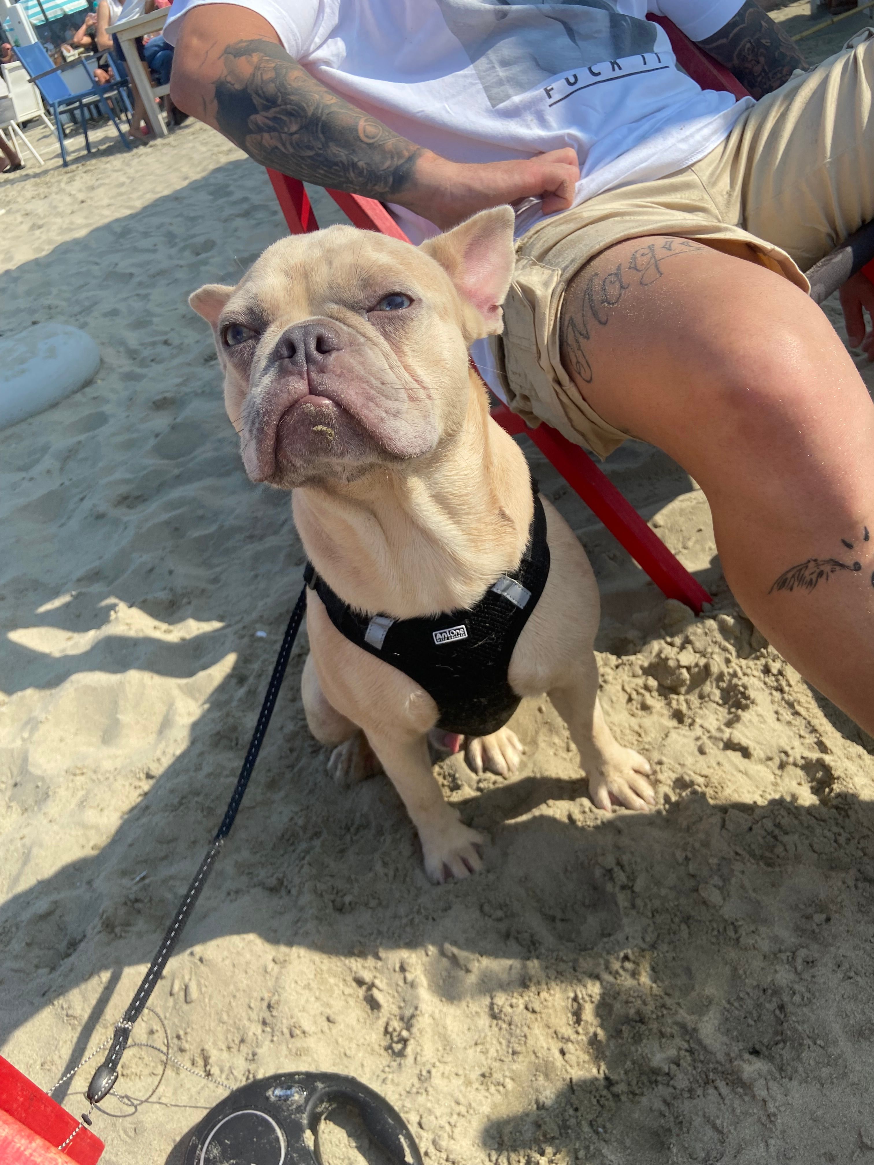 Chester - Jezuïetengoed, Roeselare