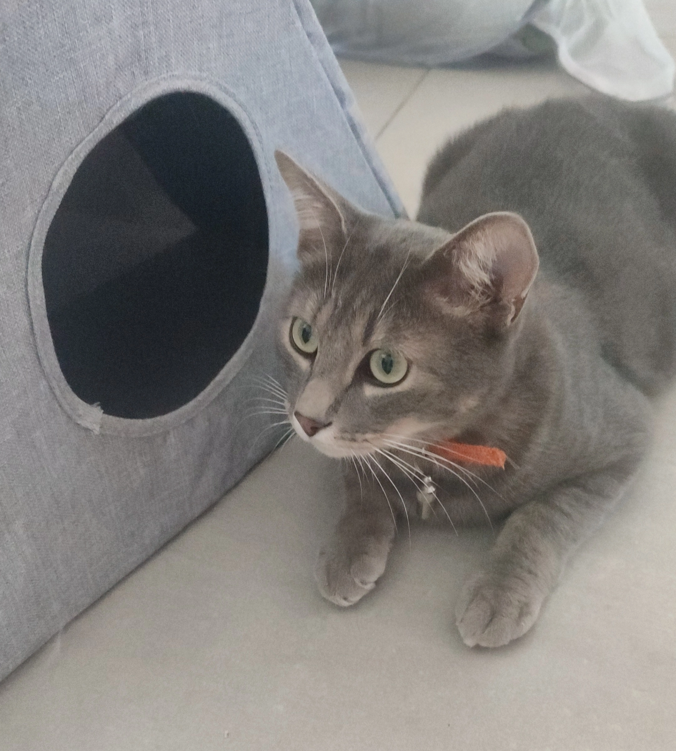 Yuna - 7 Avenue Pablo Neruda, Elne