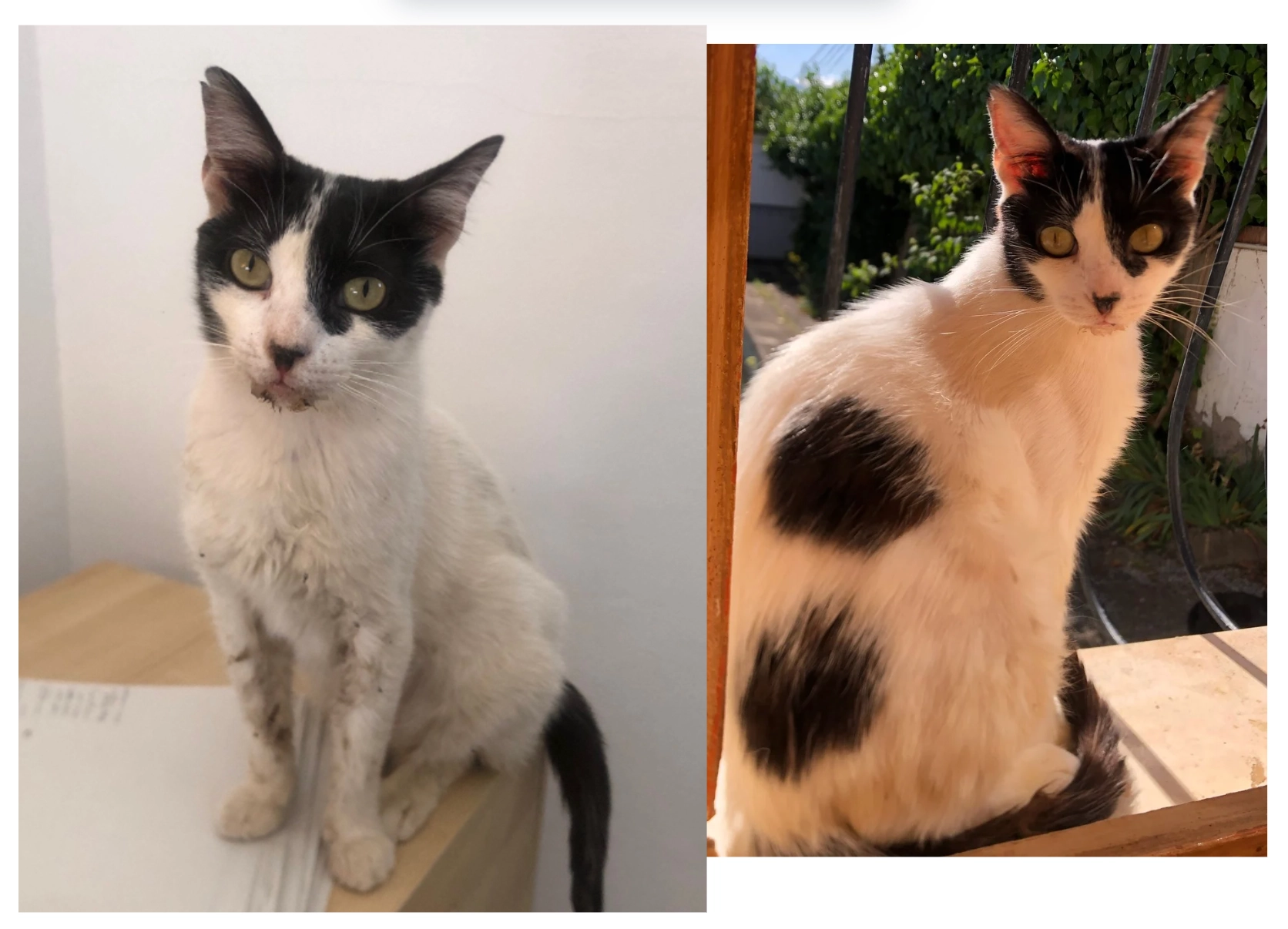 Mística - Calle Doctor Ramón Y Cajal, Loma Linda (Ogíjares)