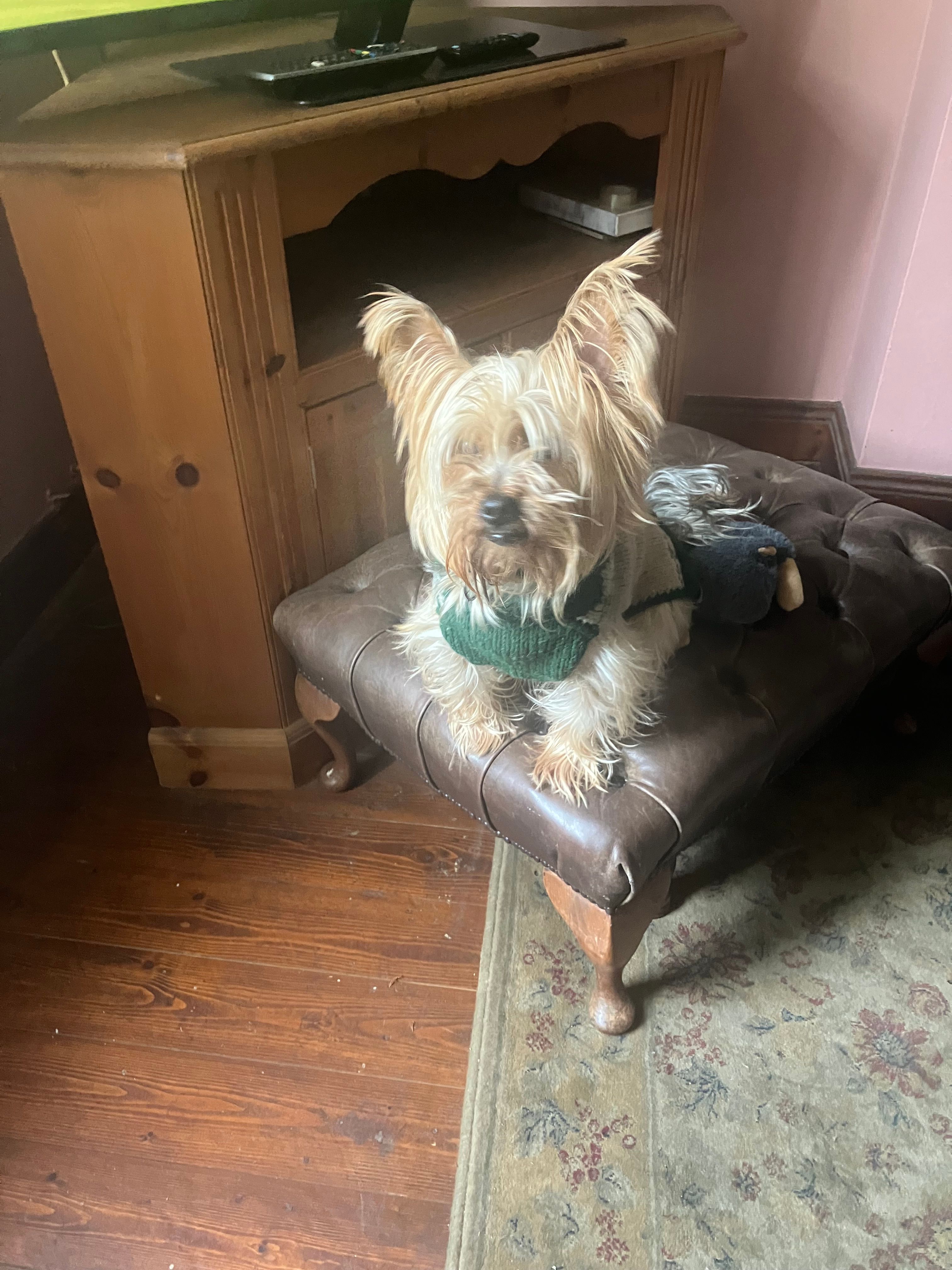 Bonnie  - Purdysburn Hill, Northern Ireland