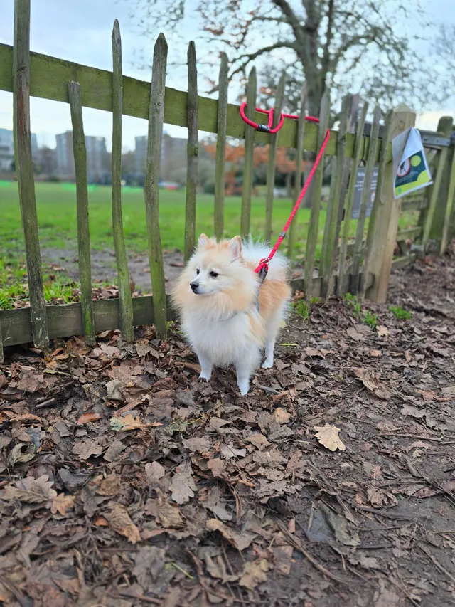 Simba  - Holland Park, London