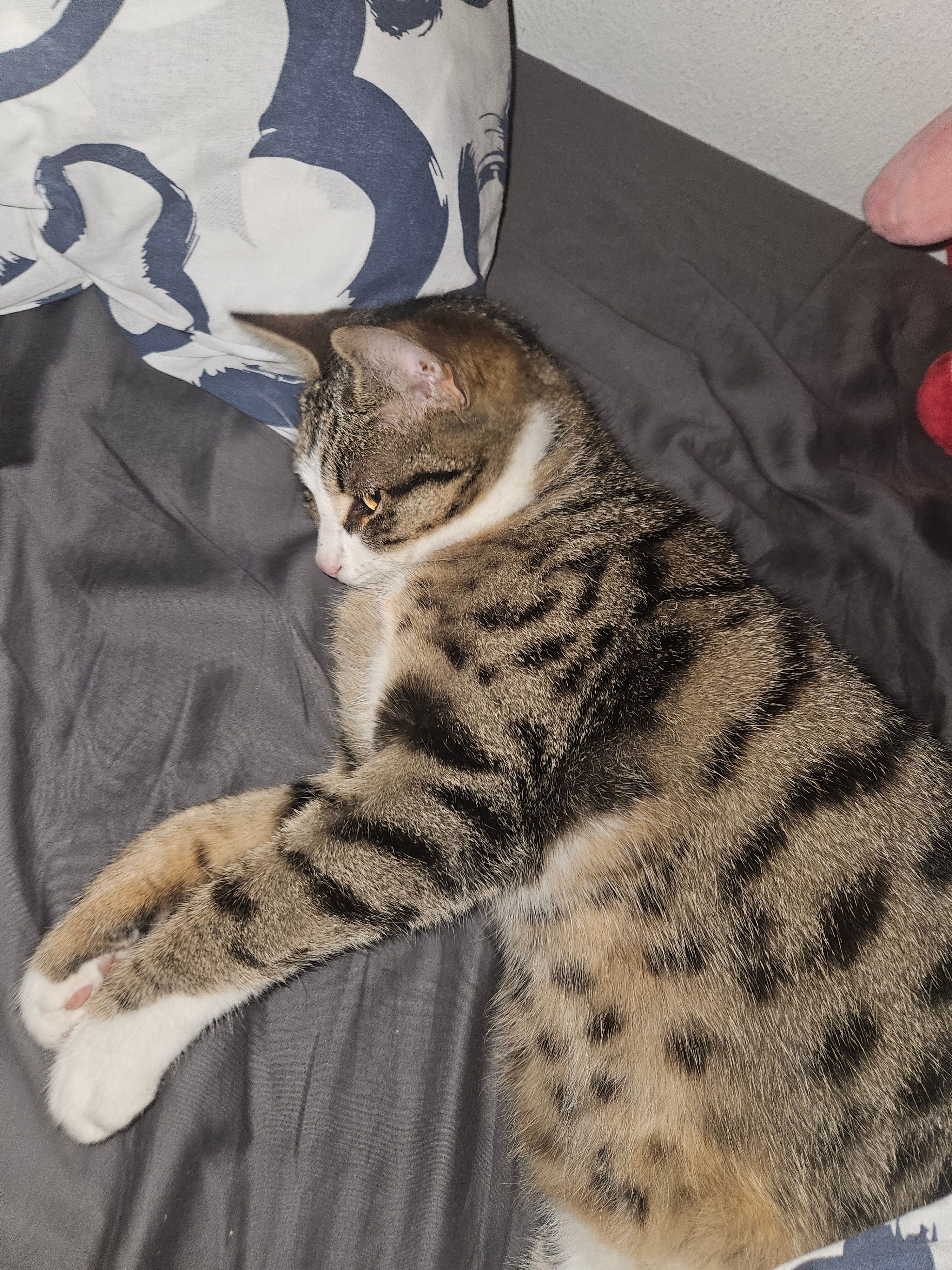 Gato - Ludwigsgraben, Kösching