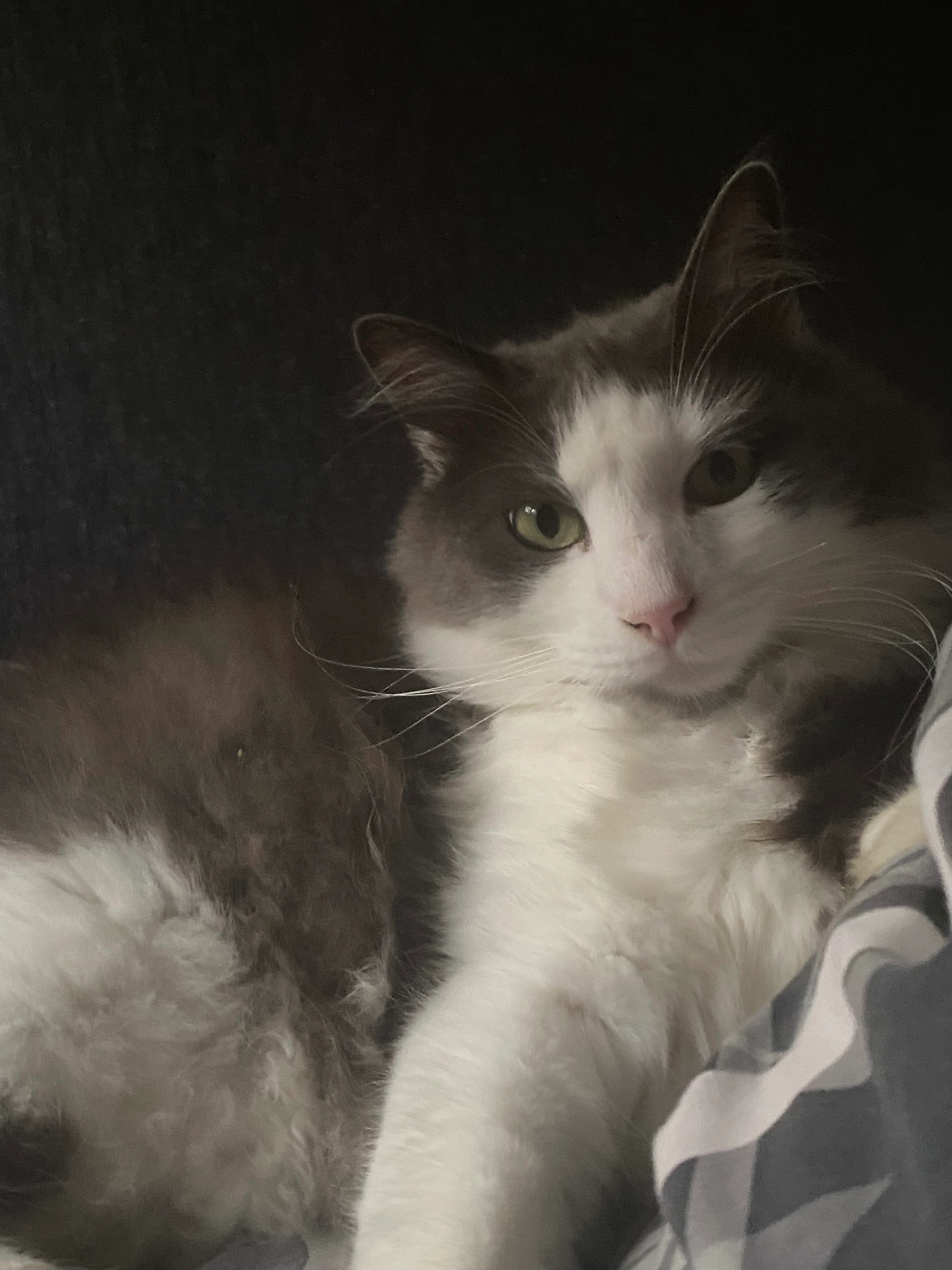 Kawaï - Route De Vichy, Pont-du-Château