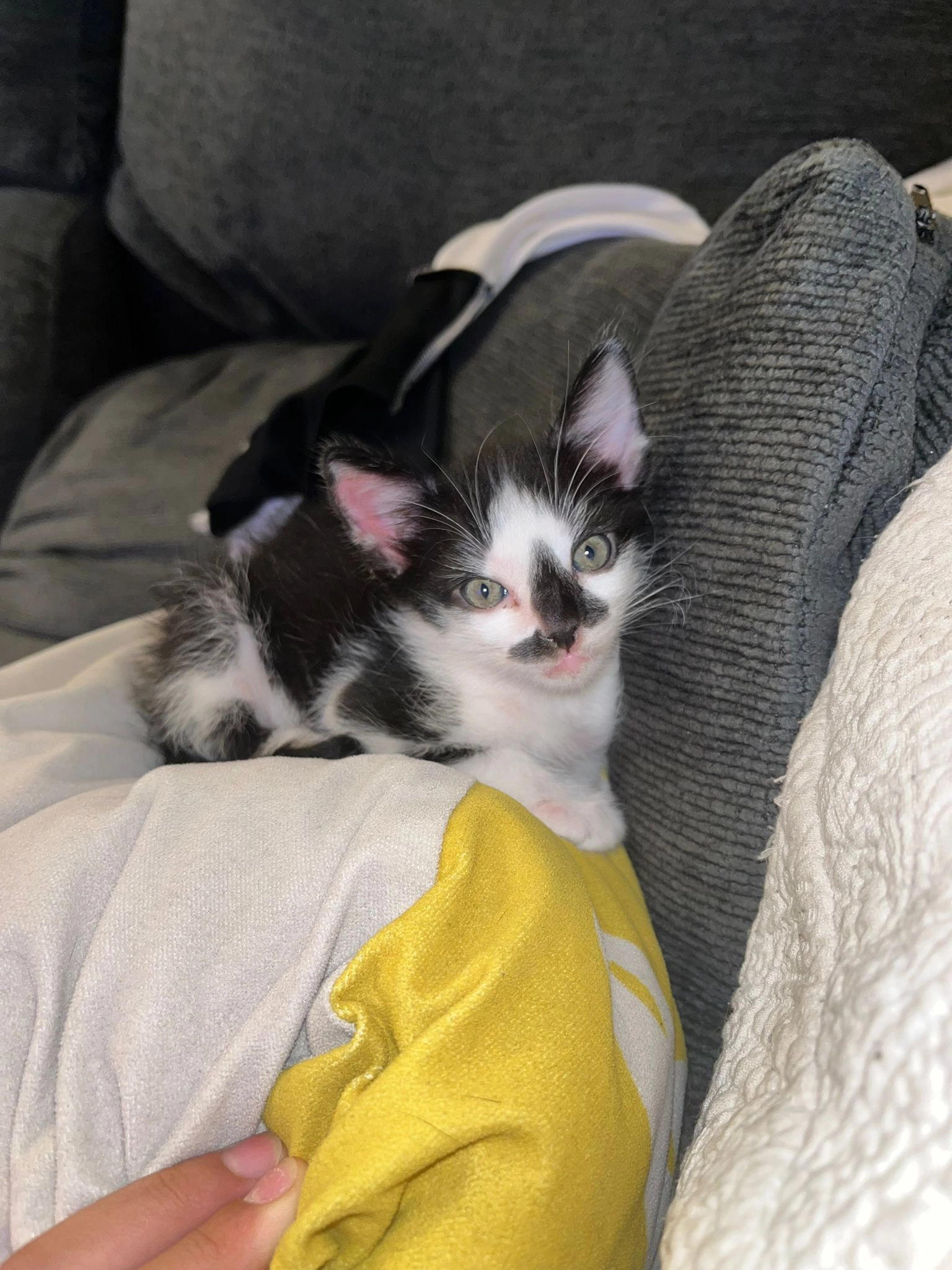 Oreo - Parque de Pradolongo, Madrid