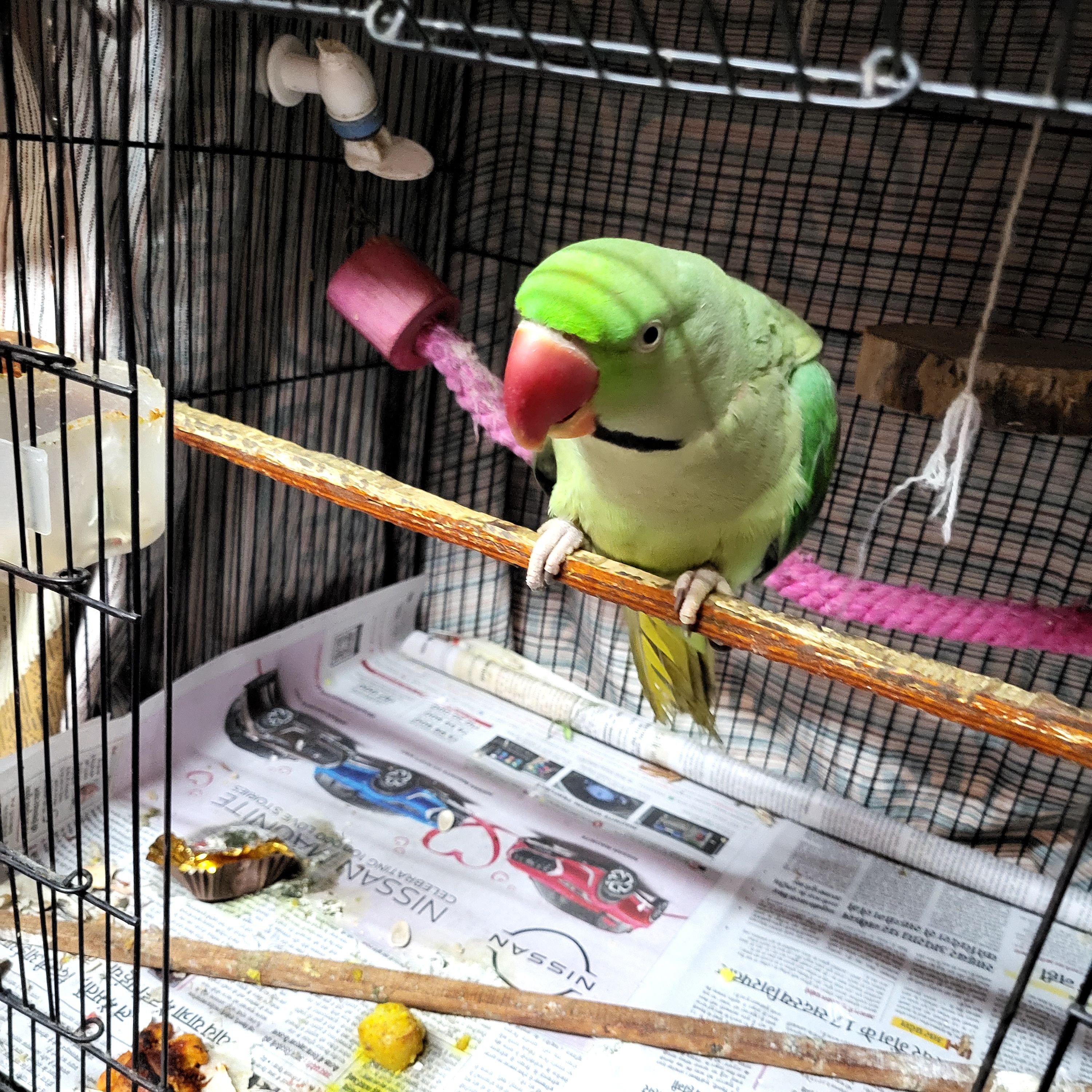 Mithu  - Om Vihar Extn. Rd, New Delhi