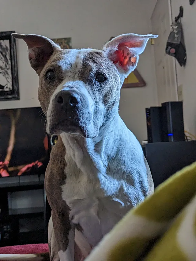 Lola - Sullivan Lane, Sparks
