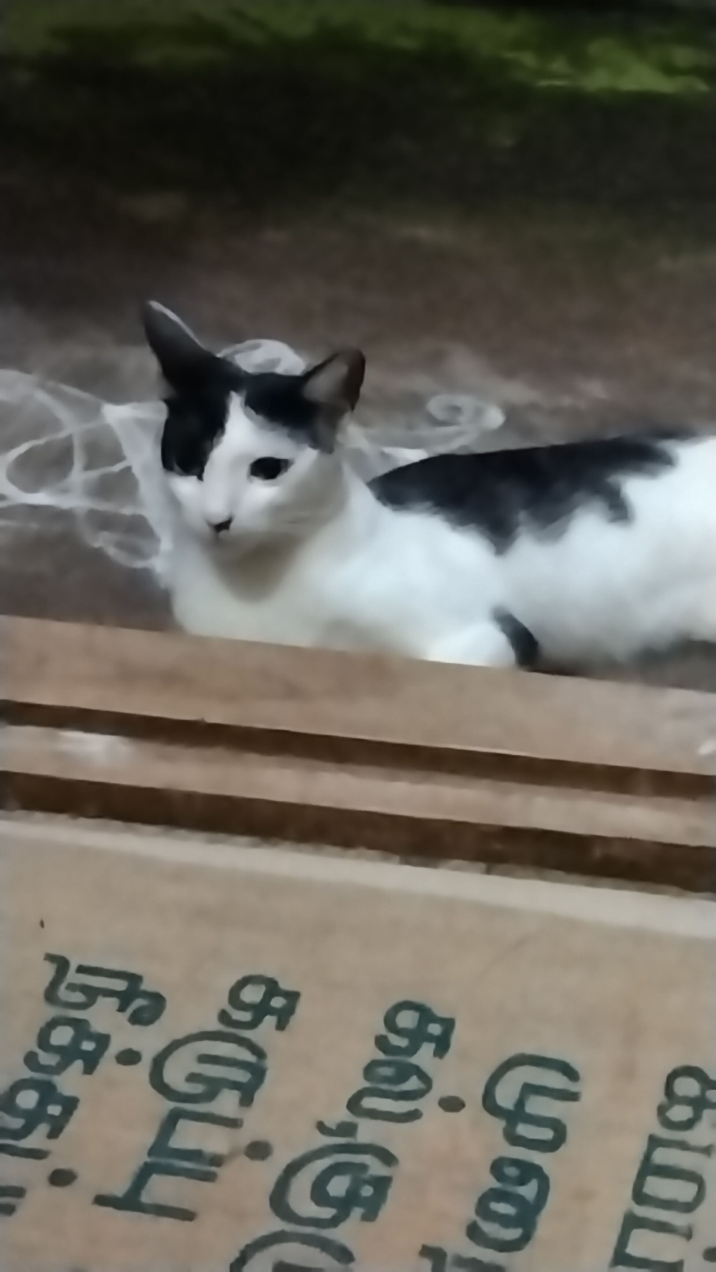 Simba - Kamarajapuram Victoria Street, Pallavaram