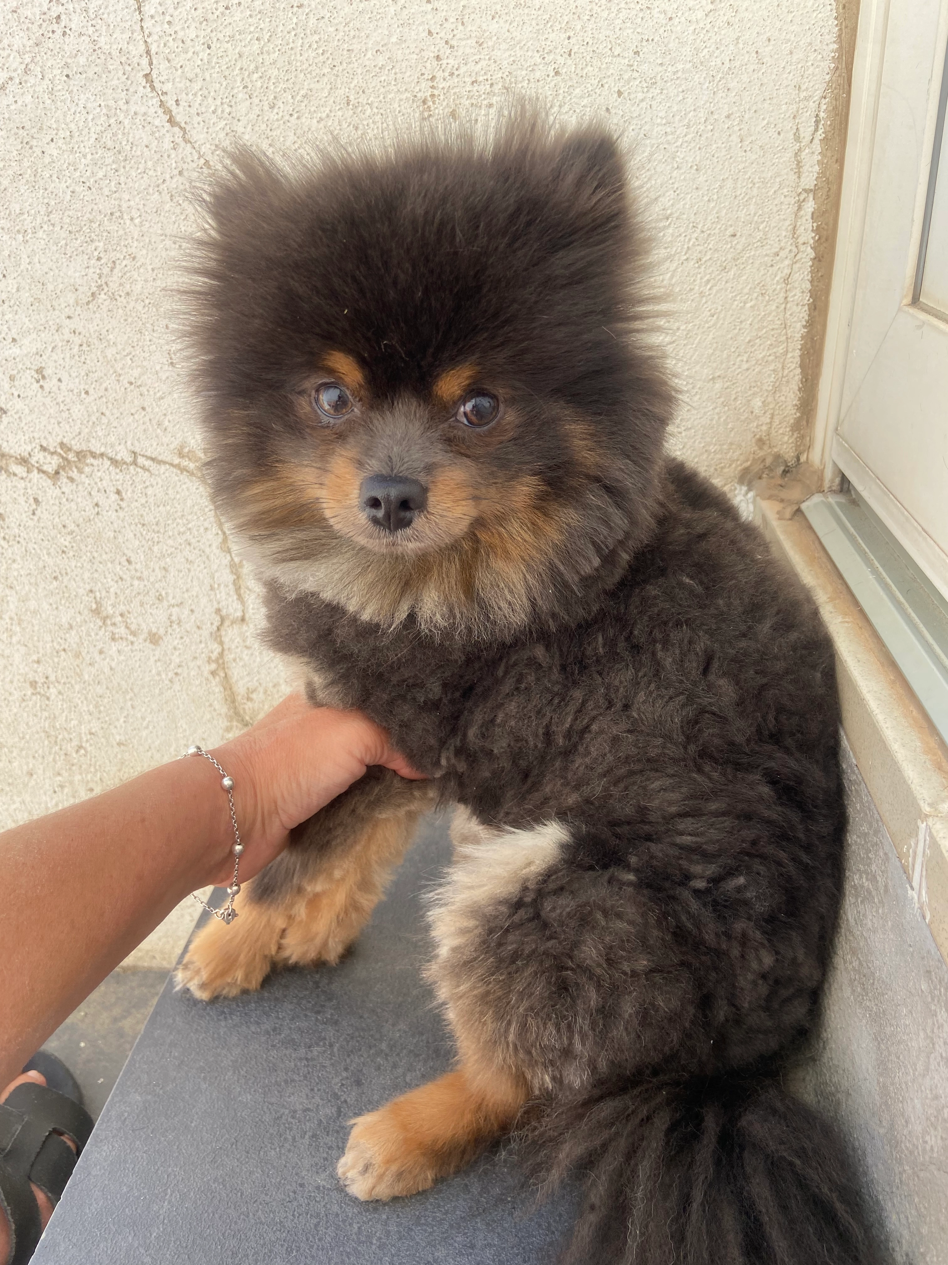 Cookie  - Rue Botticelli, Istres