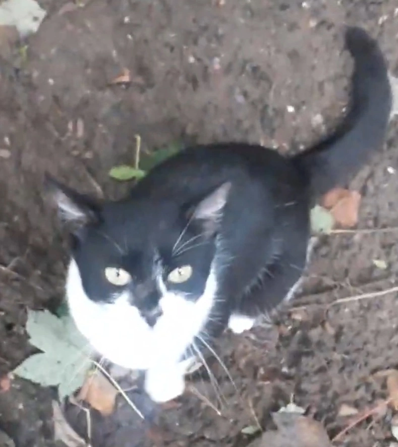 Mini - Halton Street, Bolton