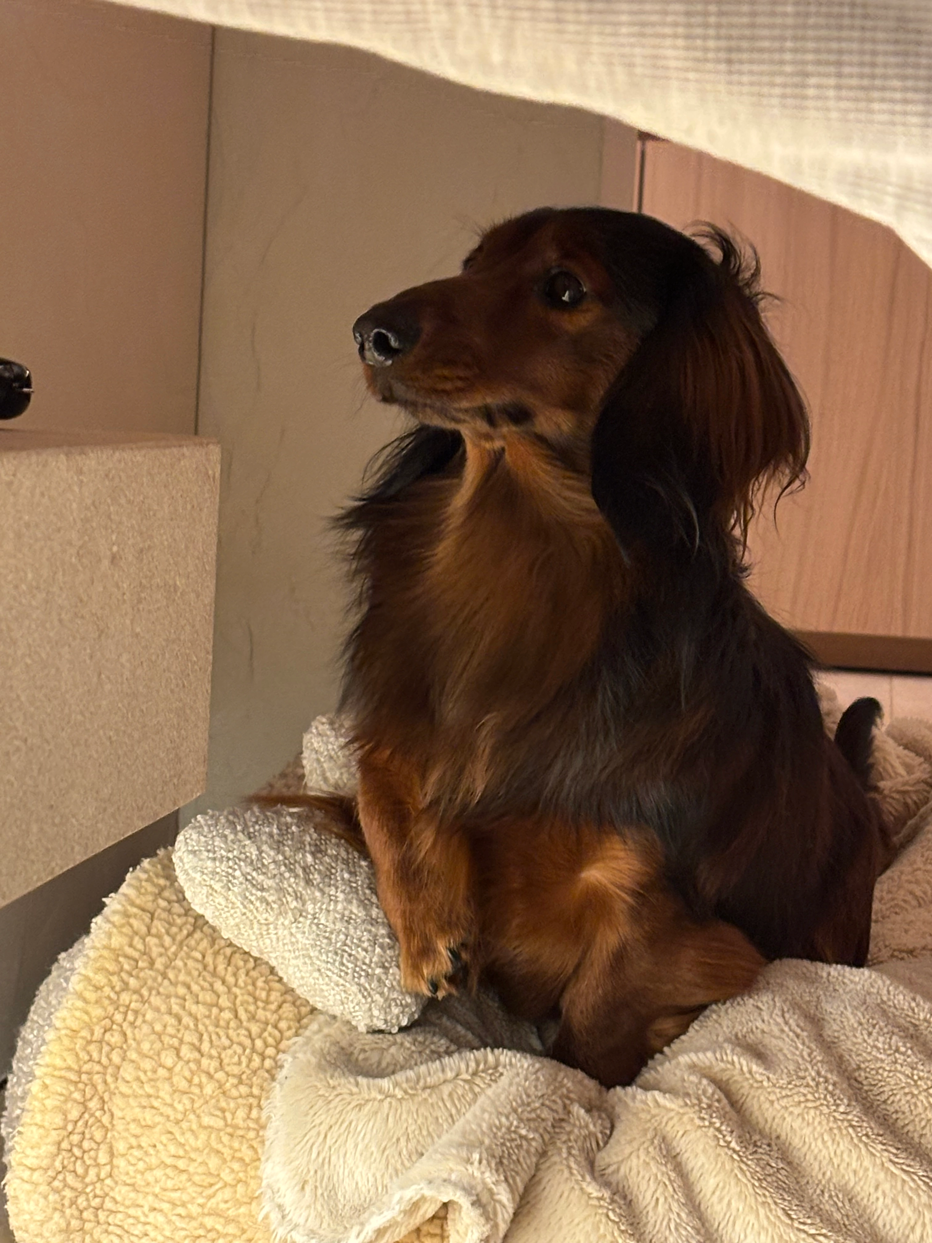 Oscar - Krauwerstraat, Jabbeke