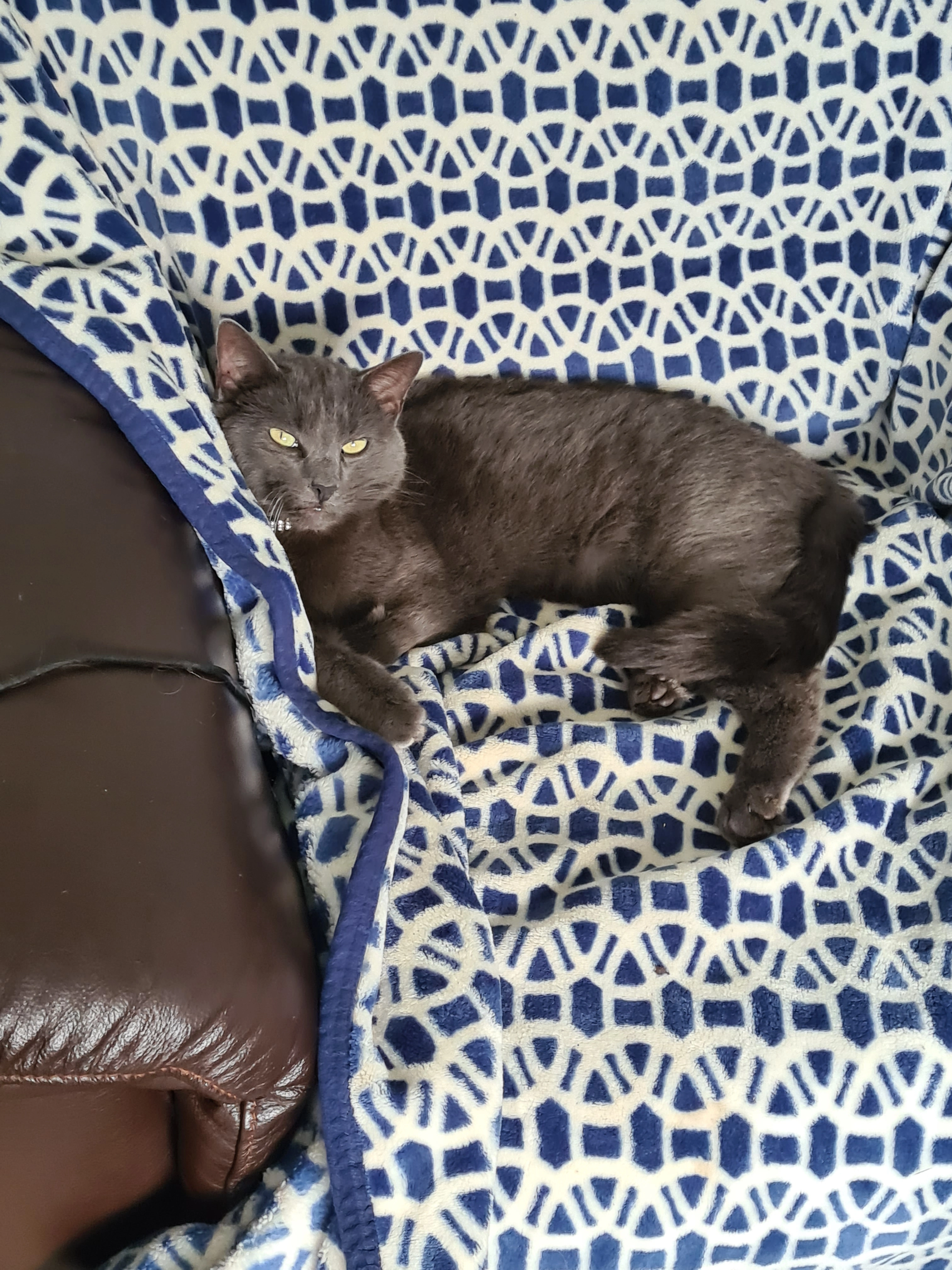 PEPPER  - Bt679aj, Lurgan 