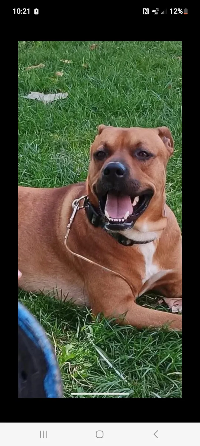 Duke - 722 Shawnee Rd, Kansas City