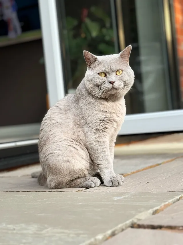 Leo - 20 Ruff Lane, Ormskirk