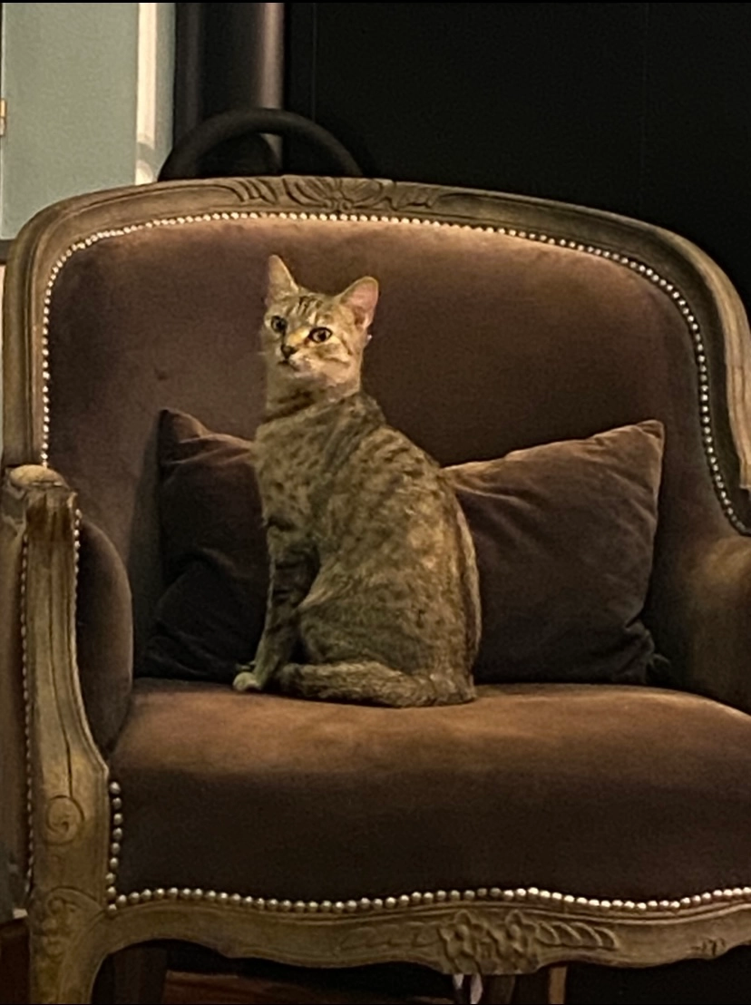 Zitoune - Rue de la Croix Rouge 51, Visé