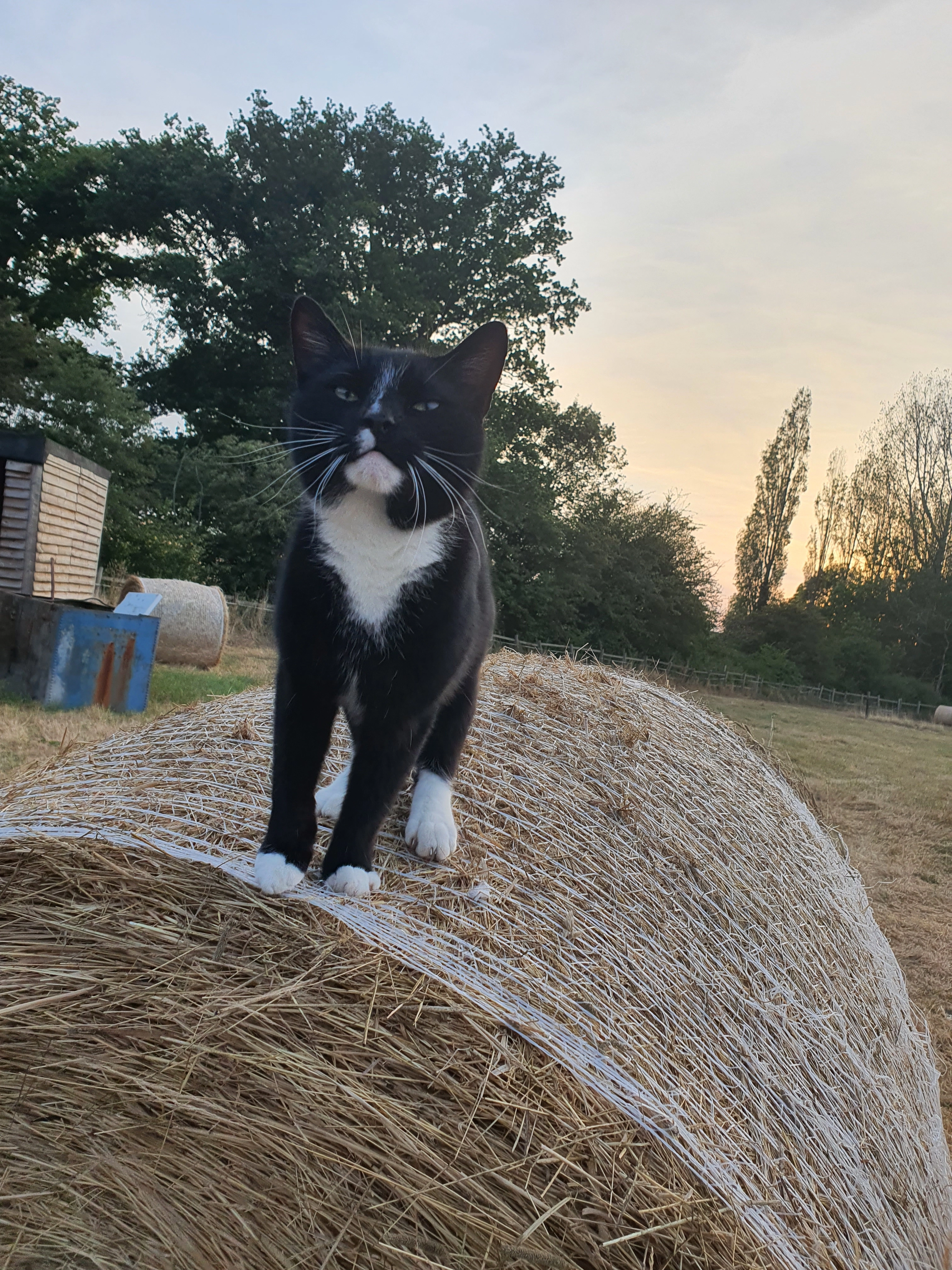 Oreo - IP6 9PB, Ipswich