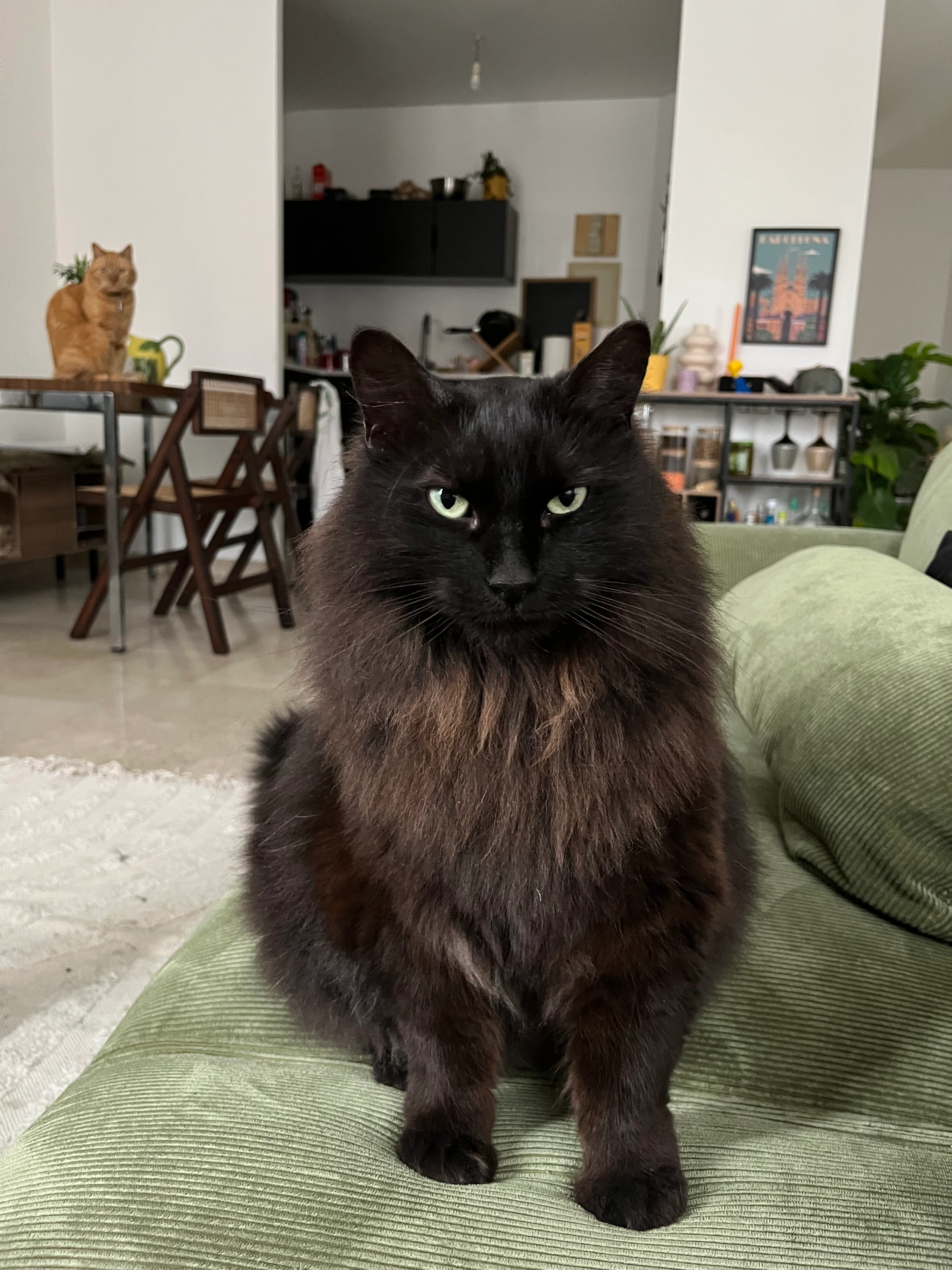 Iggy - 65 Avenue Jacques Douzans, Muret