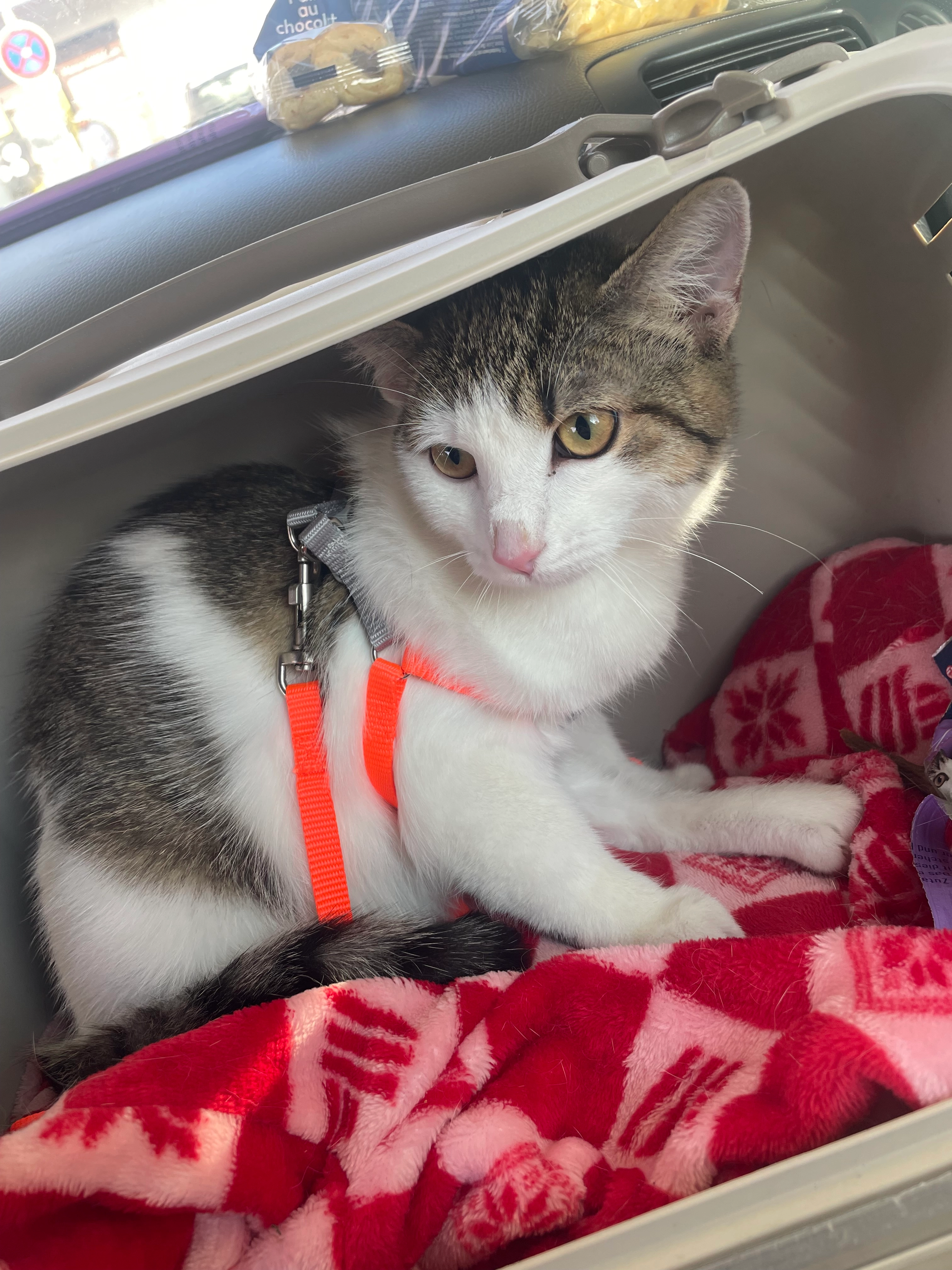 Pablo - Larne Road, Ballymena