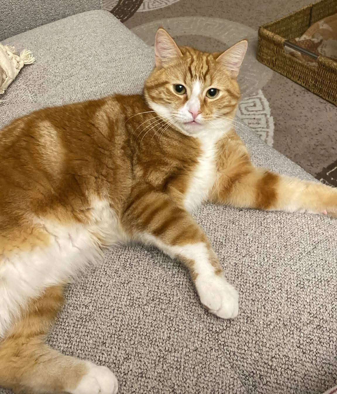 Jamie - Van Gaasbeekstraat, Klundert