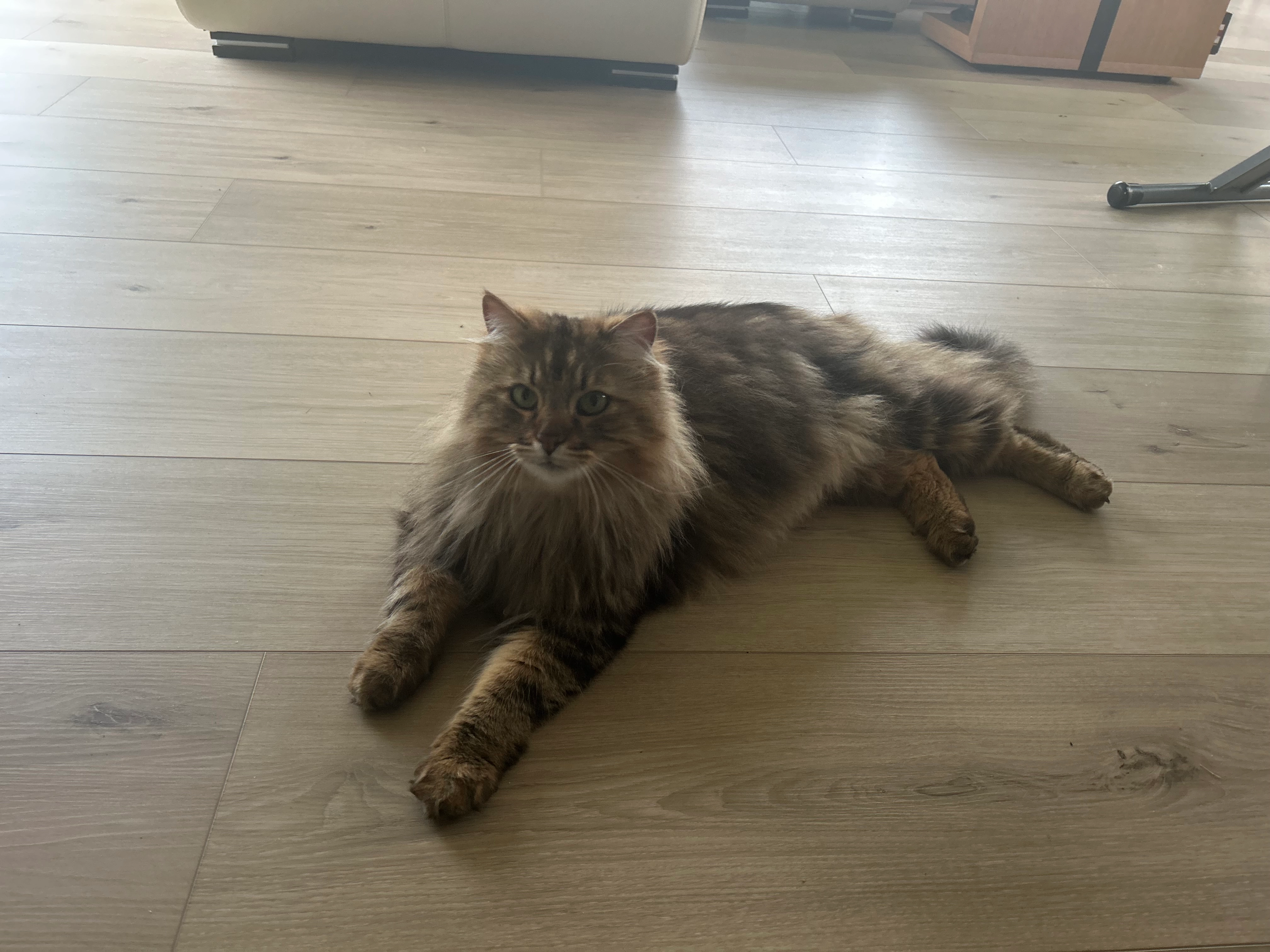 Samy - Rue de Ker-Awel, Trévou-Tréguignec