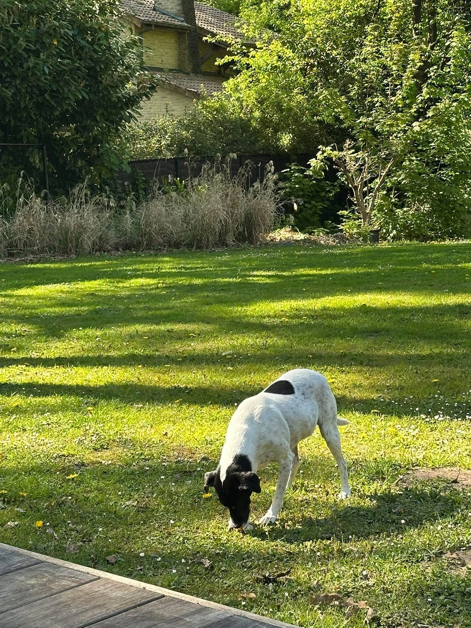 Maya - Brouwerijstraat, Lokeren