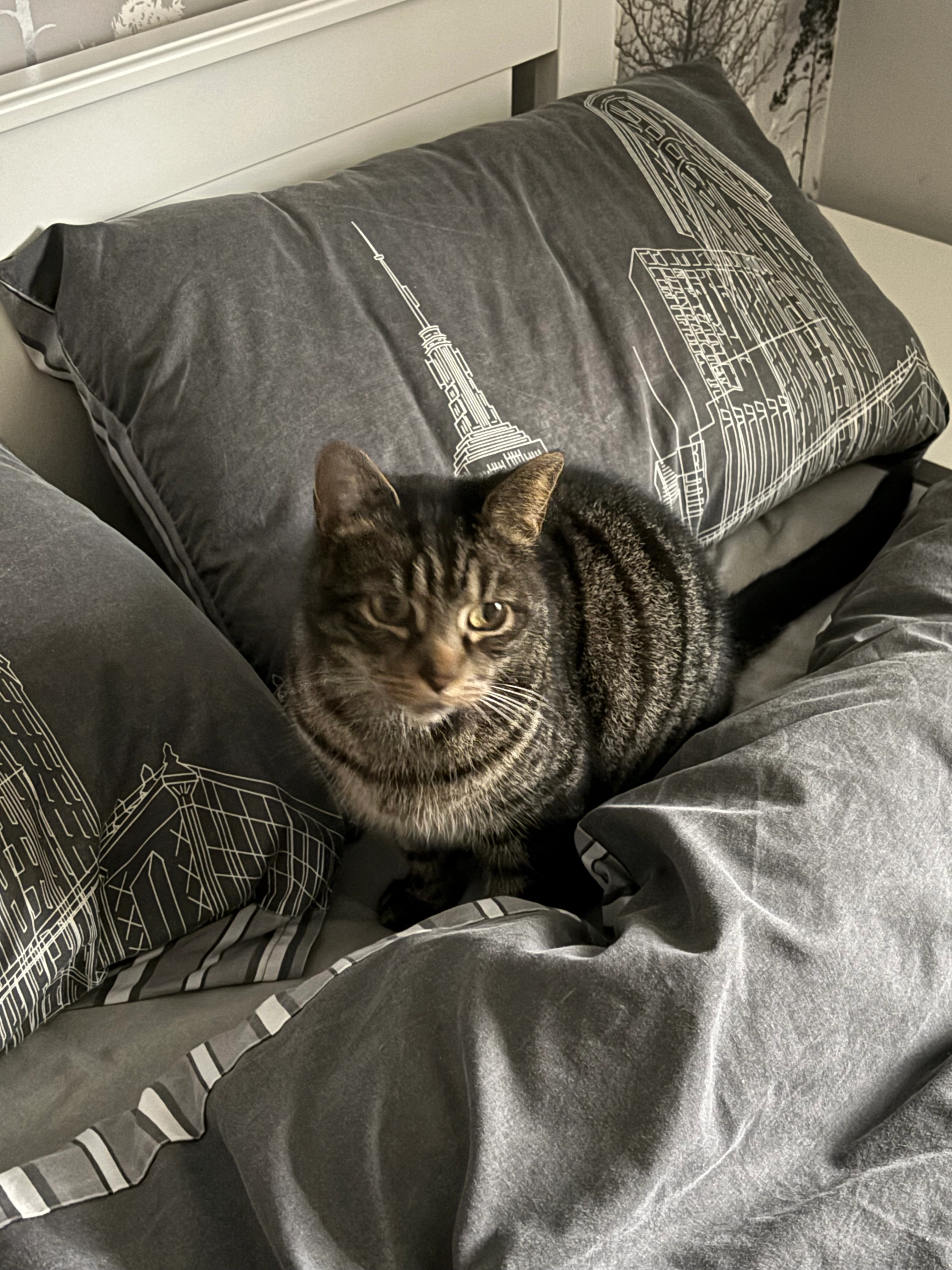 Boo - Post Coach Way, Exeter