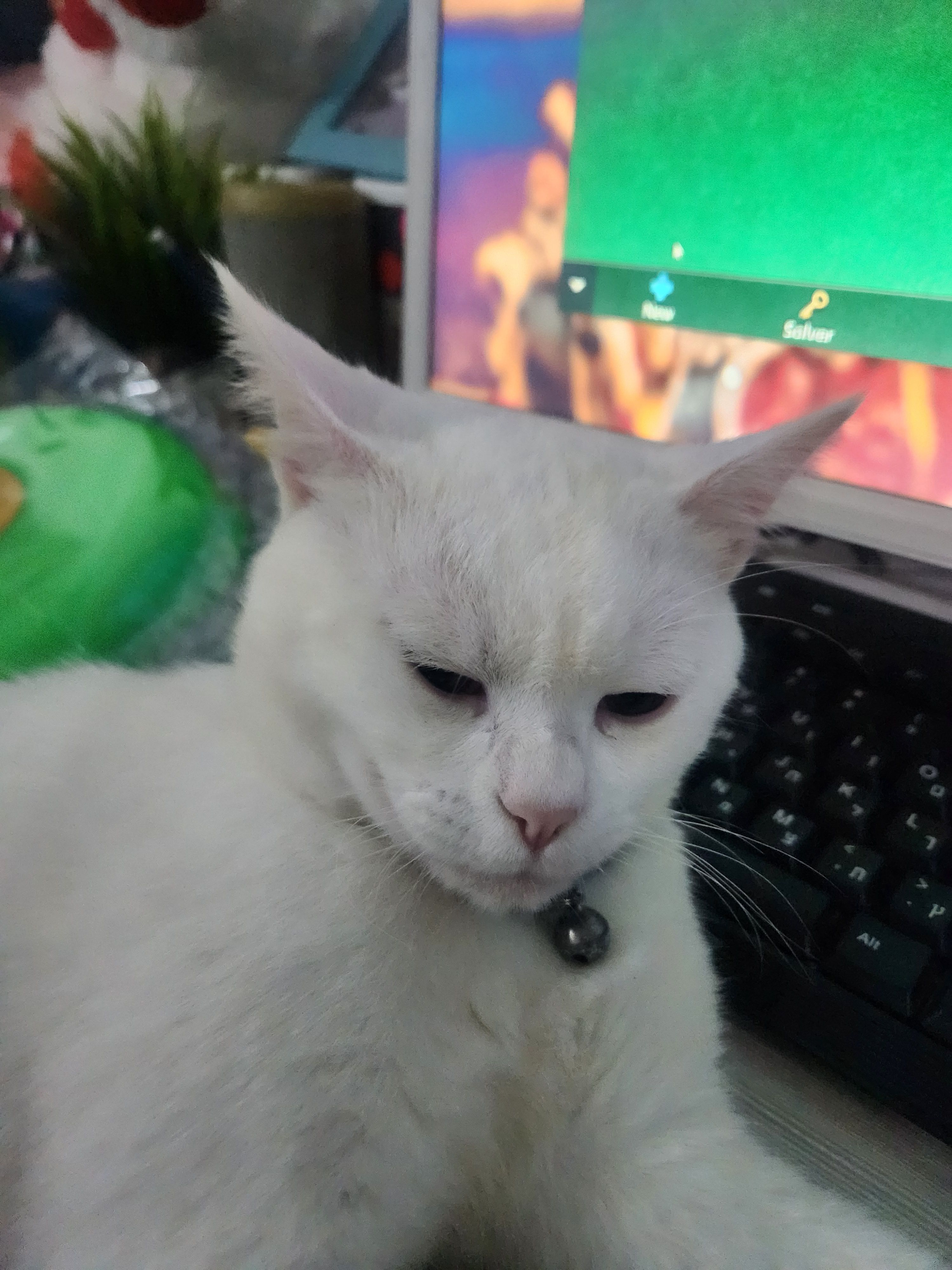 אלפי - יקינטון, Nazareth Ilit