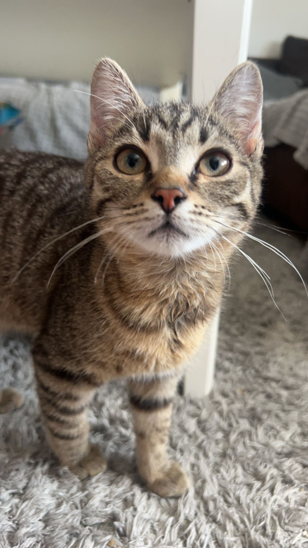 Mogli - Friedhofstraße, Hagenbach