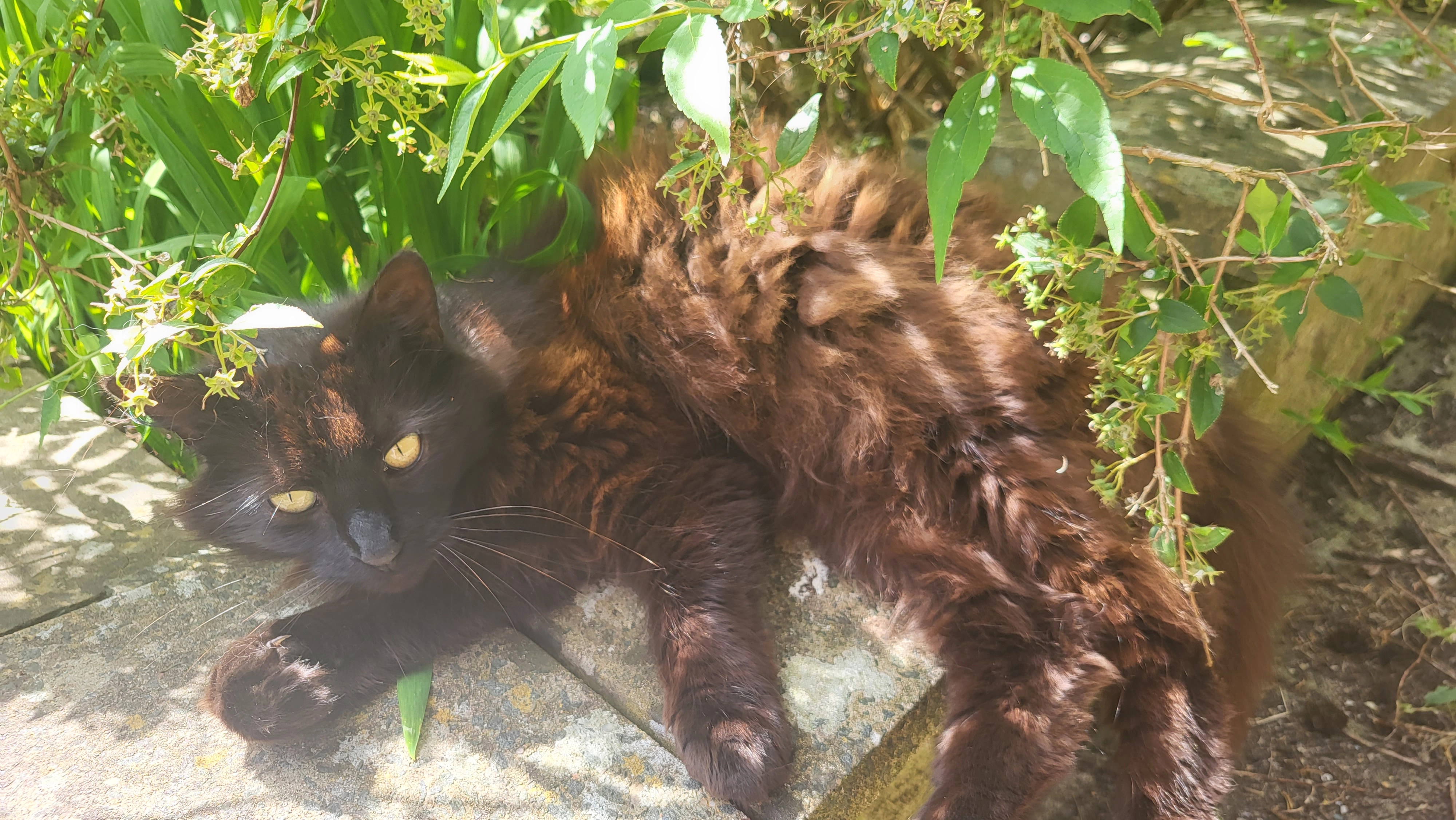 Fifi - Northanger Close, Alton