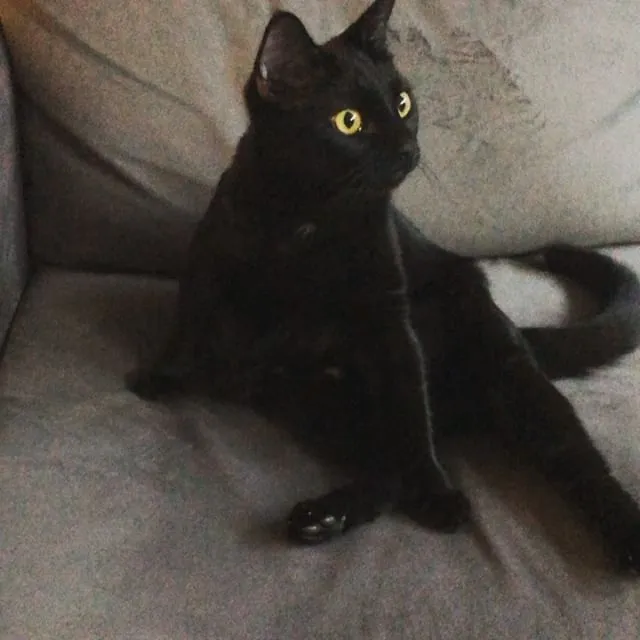 Squeaky  - Madison Avenue, Ogden
