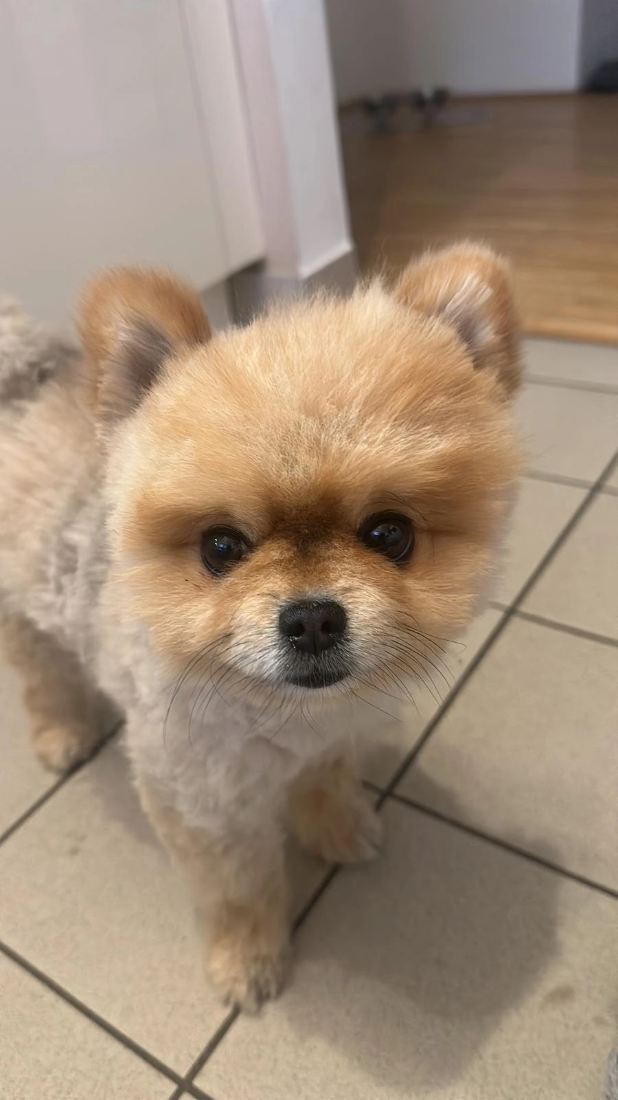 Teddy - Estrada Municipal, Seixo da Beira