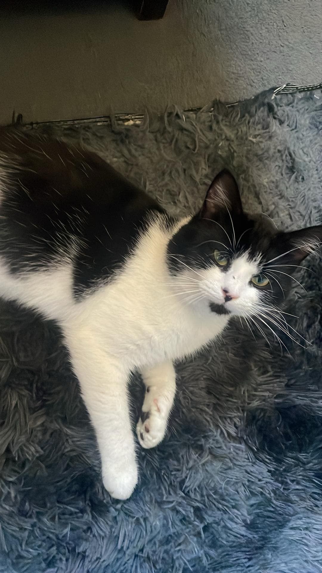 Oreo - Cornfield Road, Stockton-on-Tees