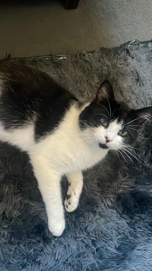 Oreo - Cornfield Road, Stockton-on-Tees