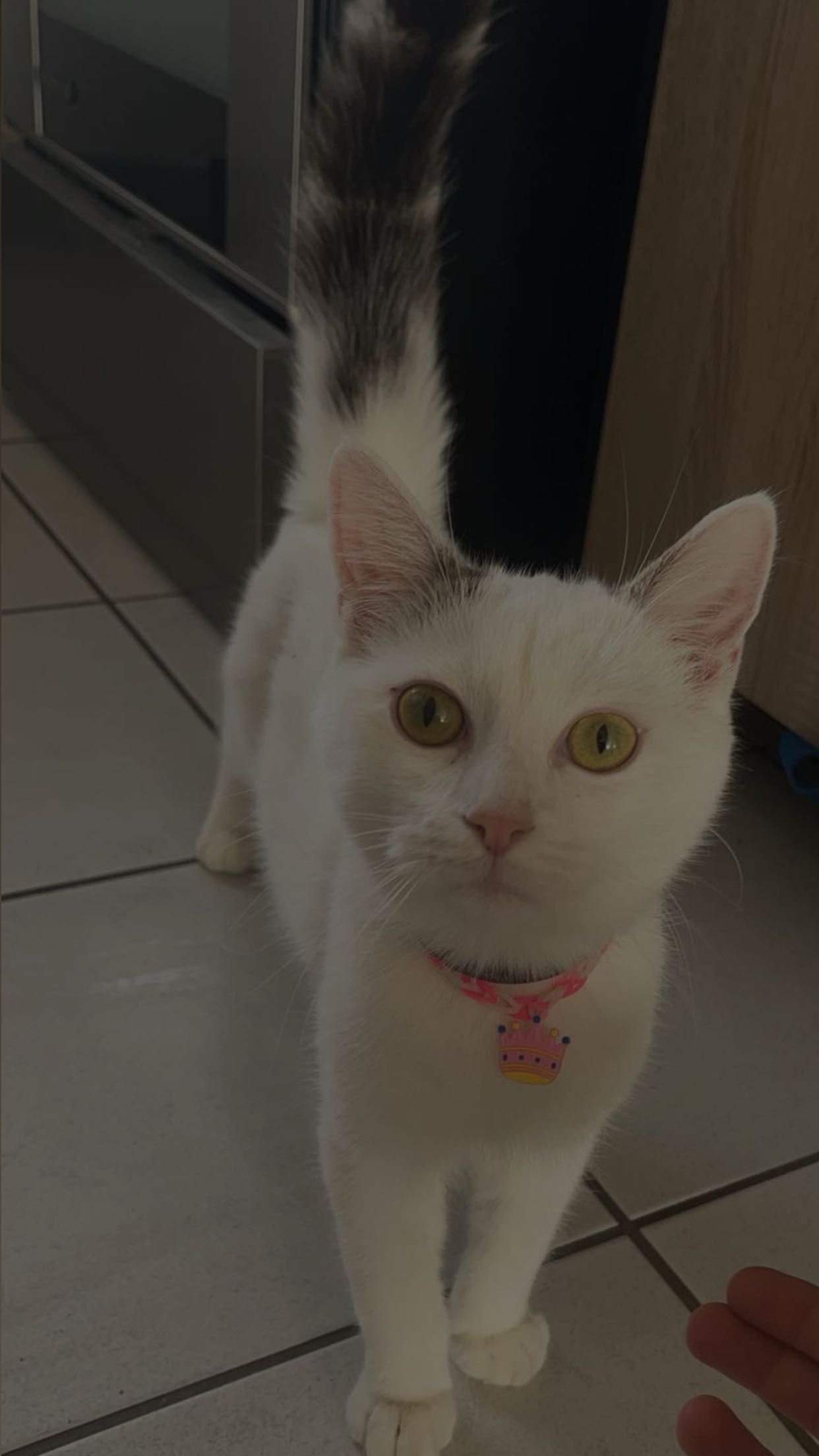 Vénus - Rue Des Augustins, Gannat