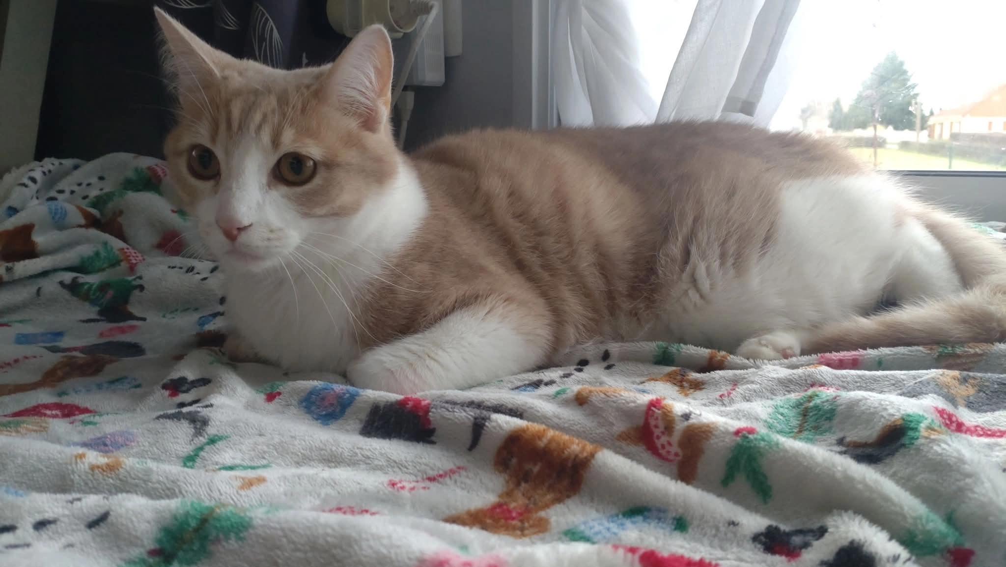 Napoléon - 3 Rue des Roses, Nassigny