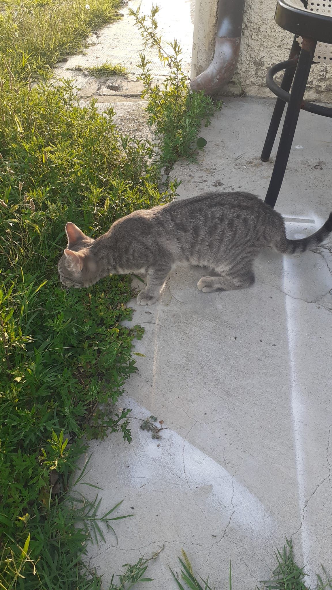 Micio - Via Gridonia Gonzaga, Castiglione delle Stiviere