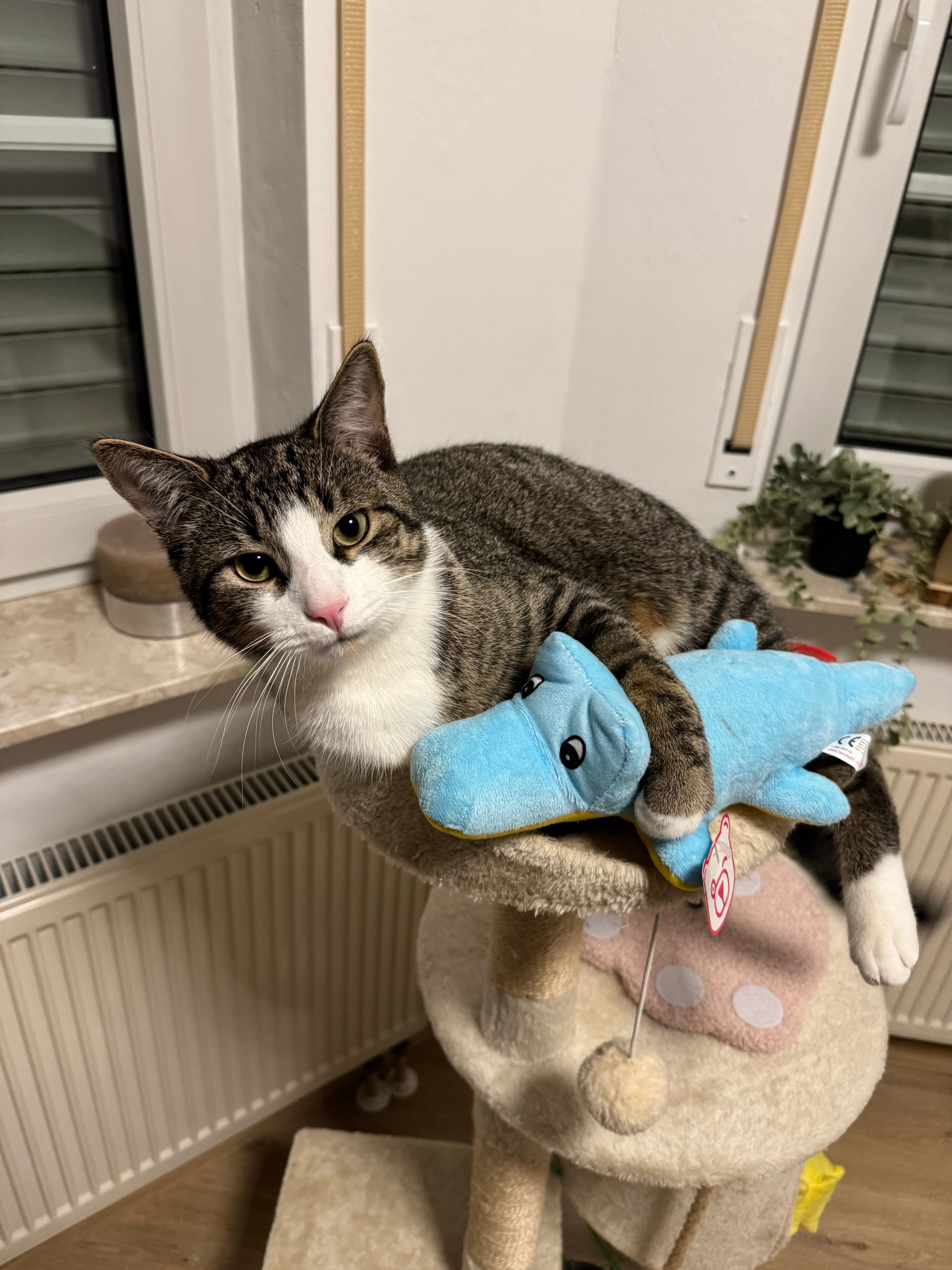 Simba - Hatzfelder Straße, Biedenkopf