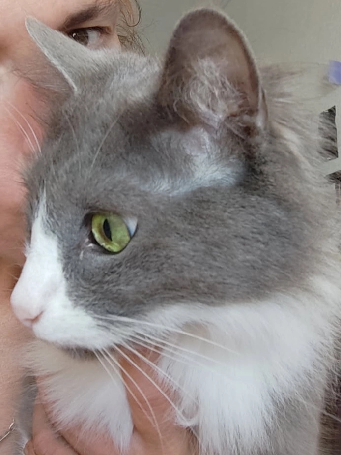 Petit pied - Avenue Du Maréchal De Lattre De Tassigny, Castelnaudary