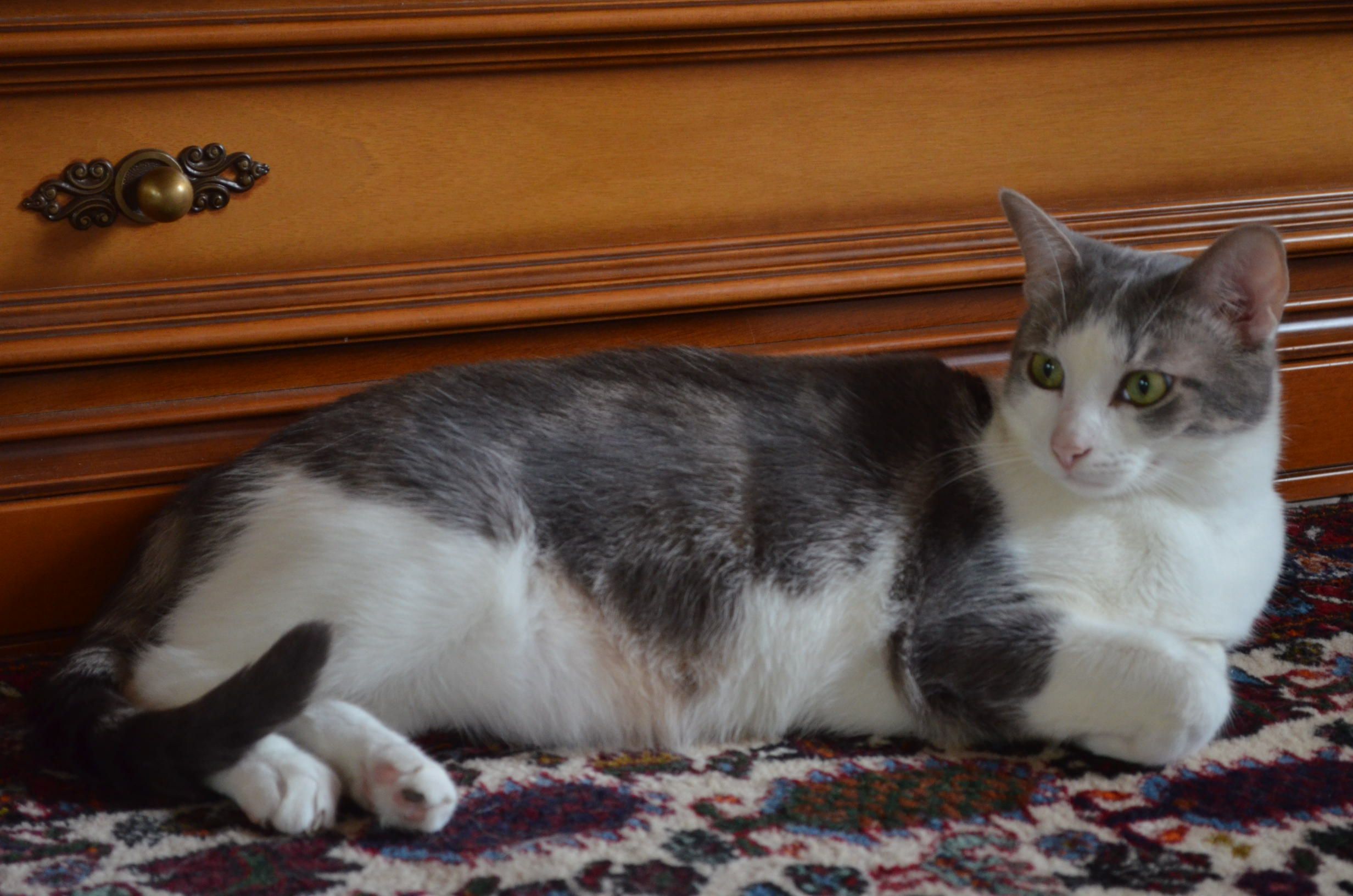 Ash - 14 Grande Rue, Abbévillers