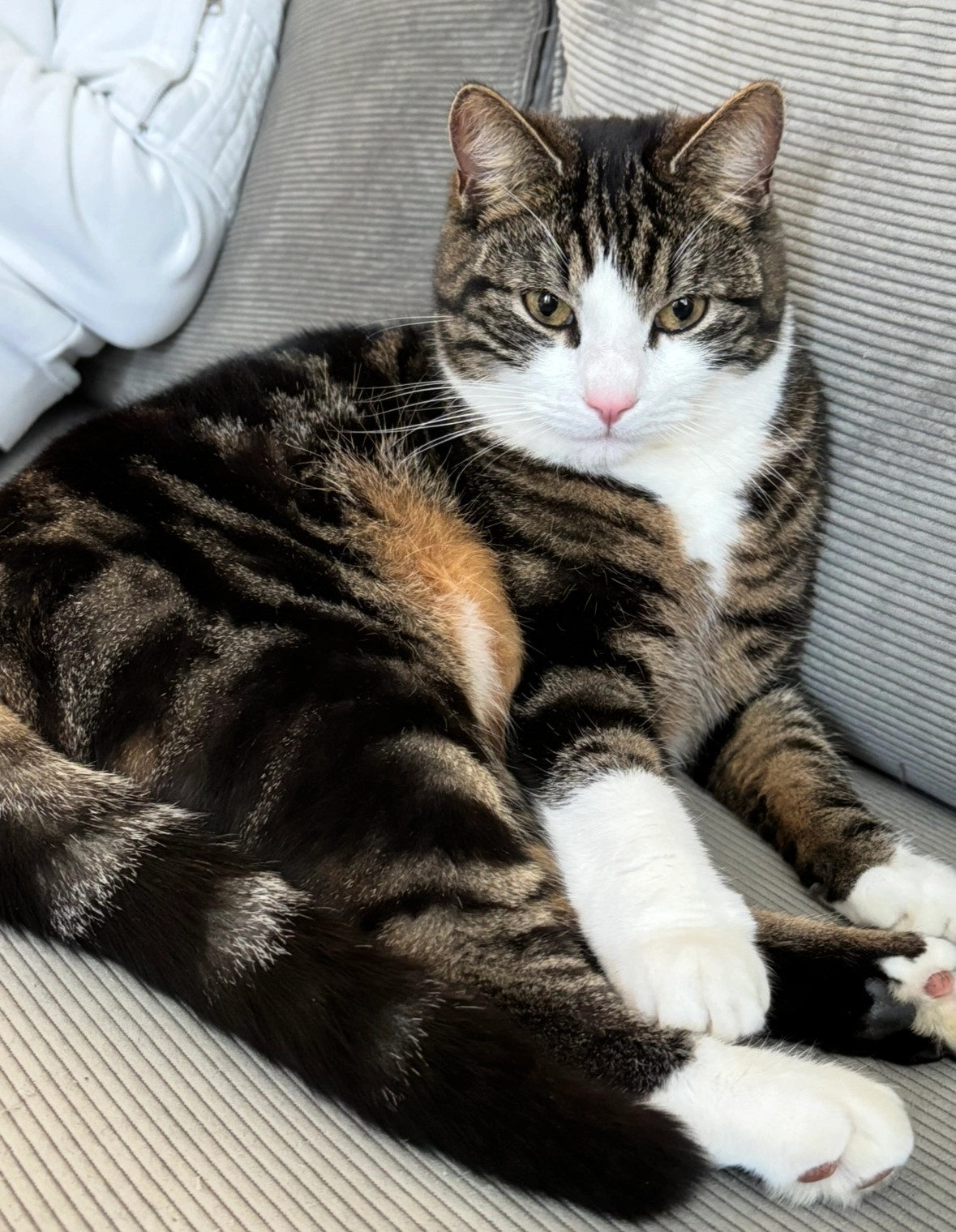 Joppie - Boterzwin, Julianadorp