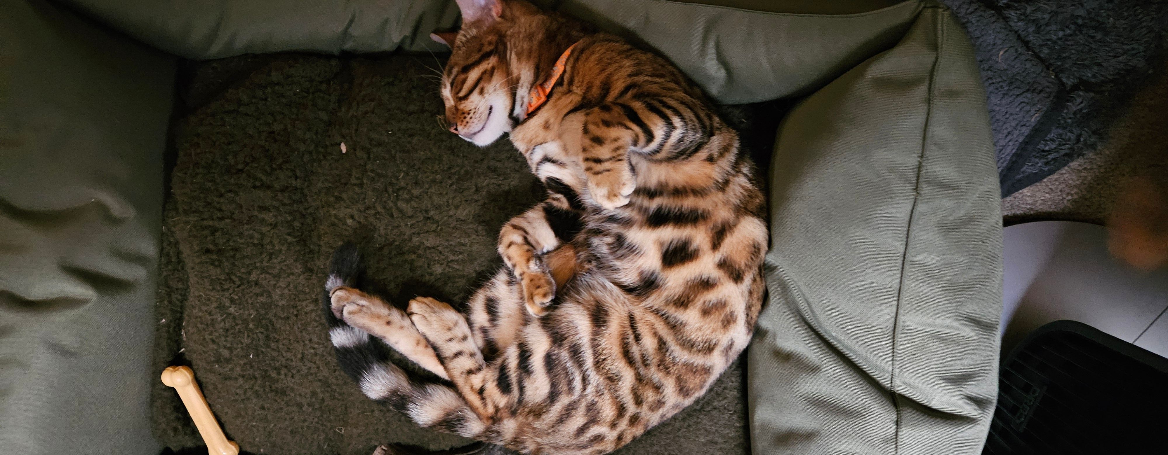 Mable - Shrewsbury Street, Whitchurch