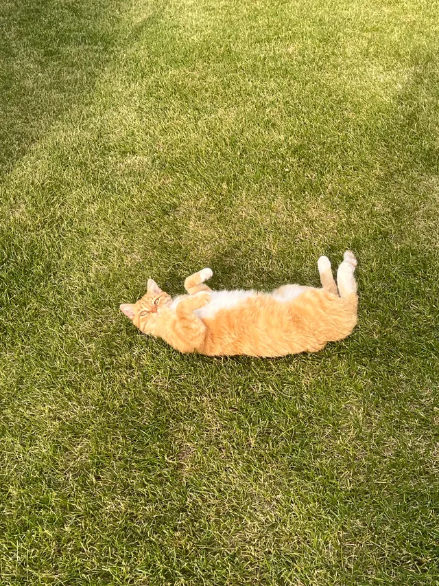 Peaches  - Central Avenue, Ammon
