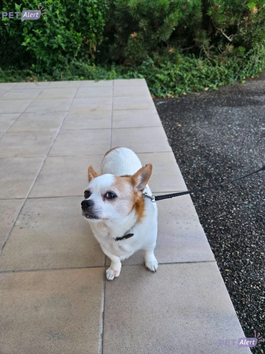 Ines - Rue Émile Picard, Lingolsheim