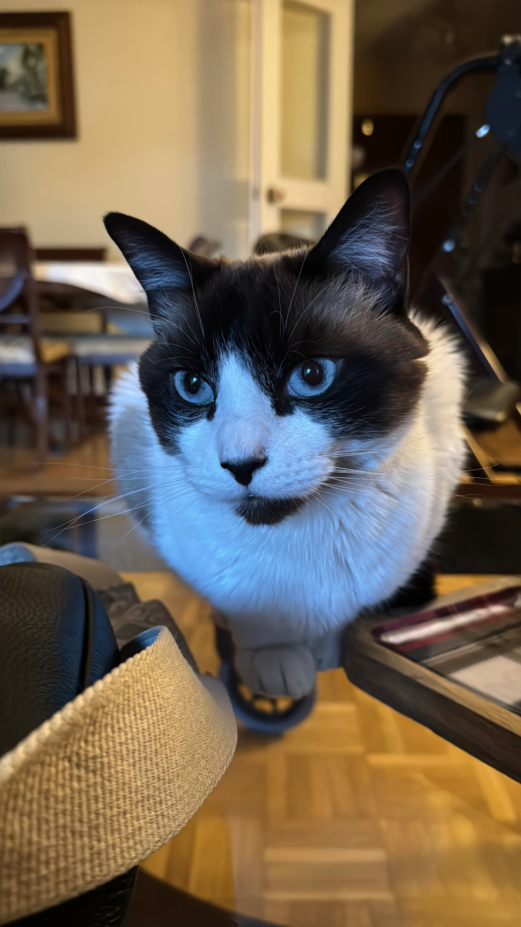 Pipe - Avenida de la Constitución, Móstoles