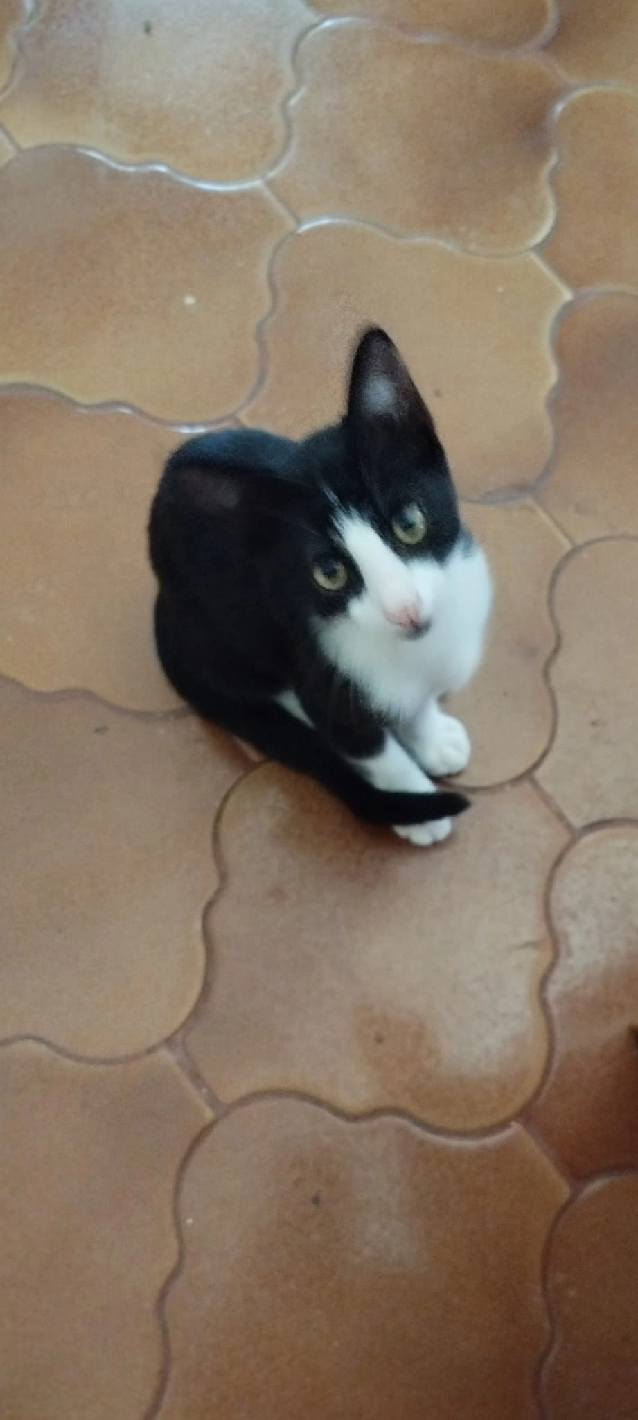 Oreo - Calle Falcoido, Vigo