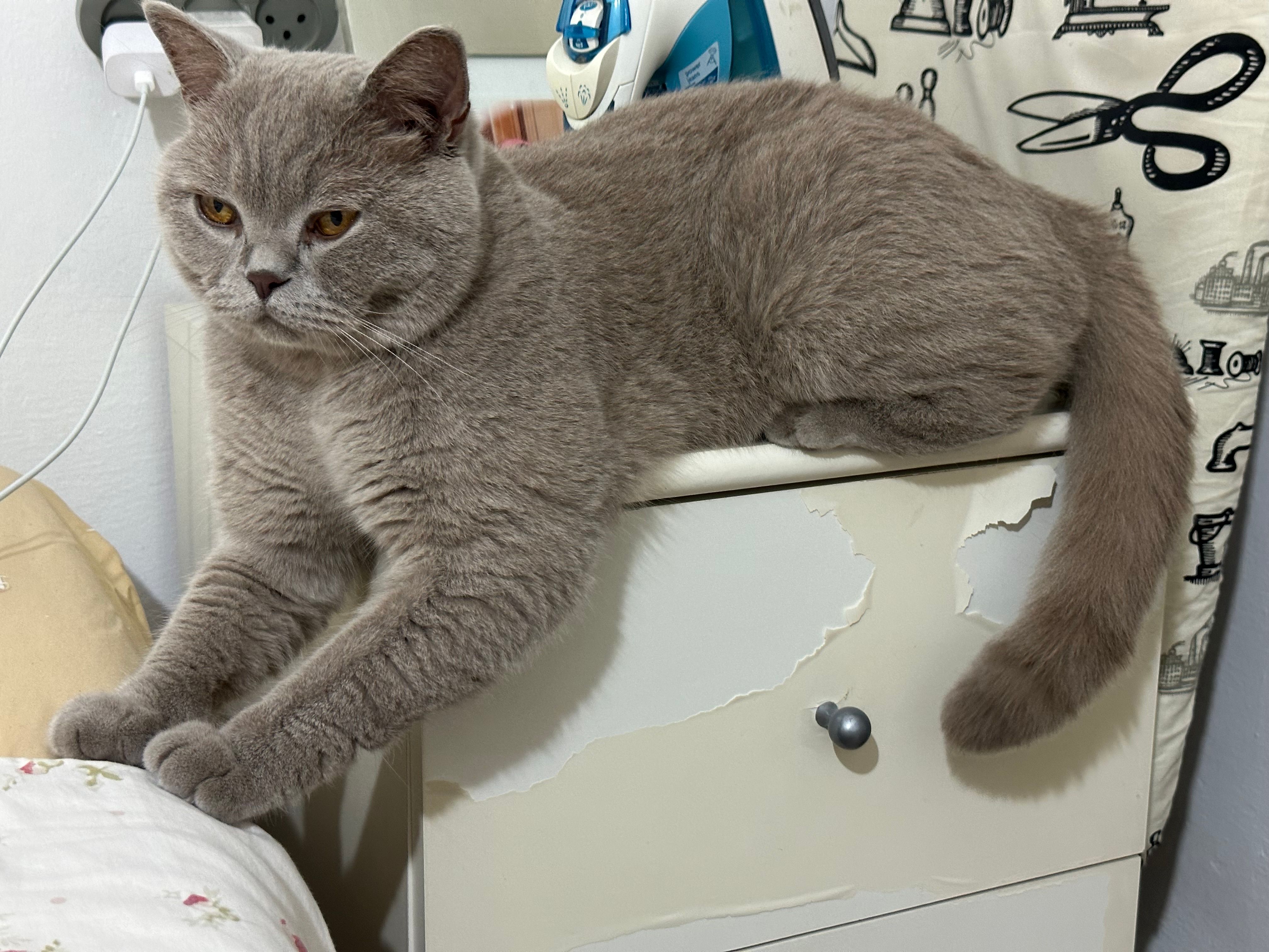 Muffin  - הרצל, Raanana