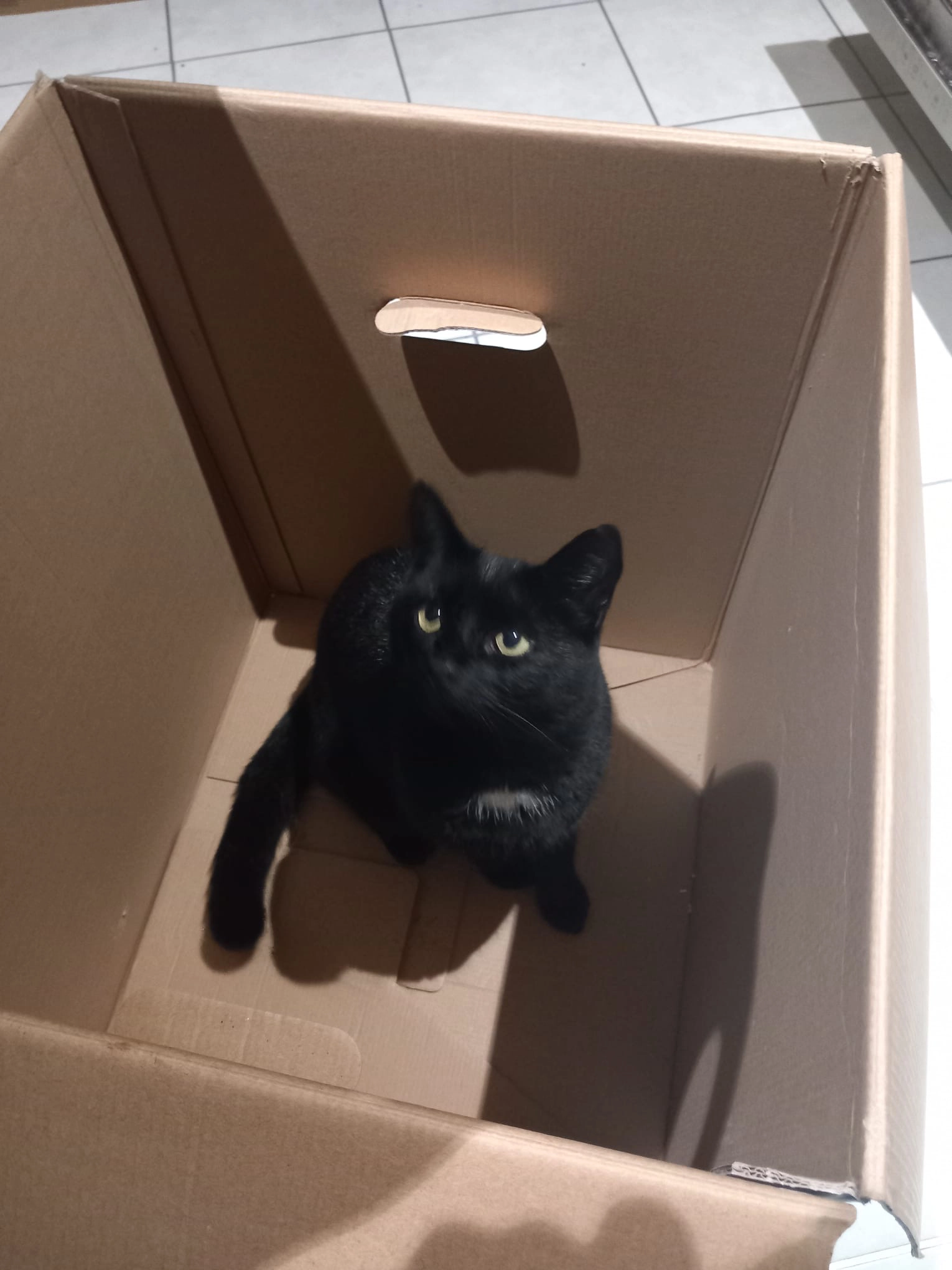 Oreo - Duporth Road, Saint Austell