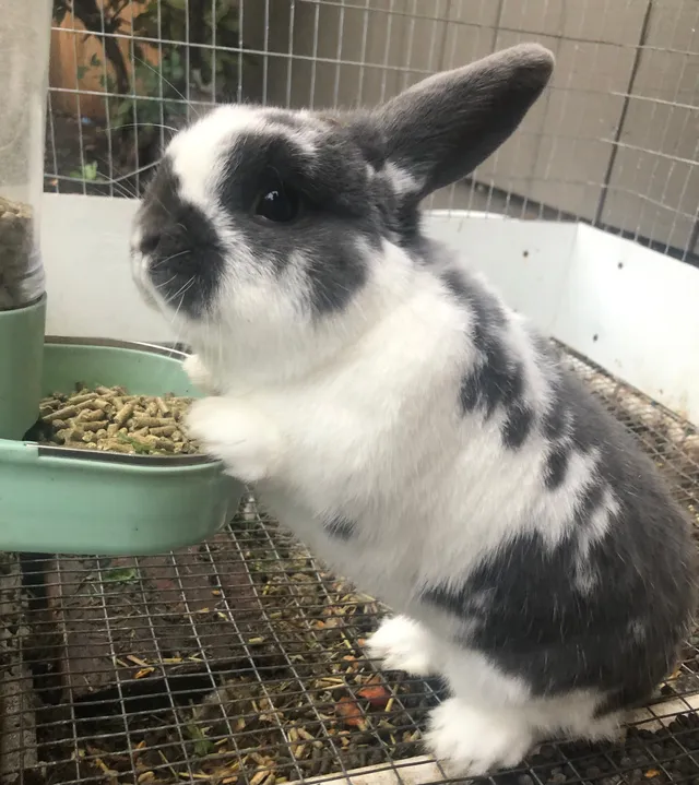Oreo - Northeast 54th Street, Vancouver