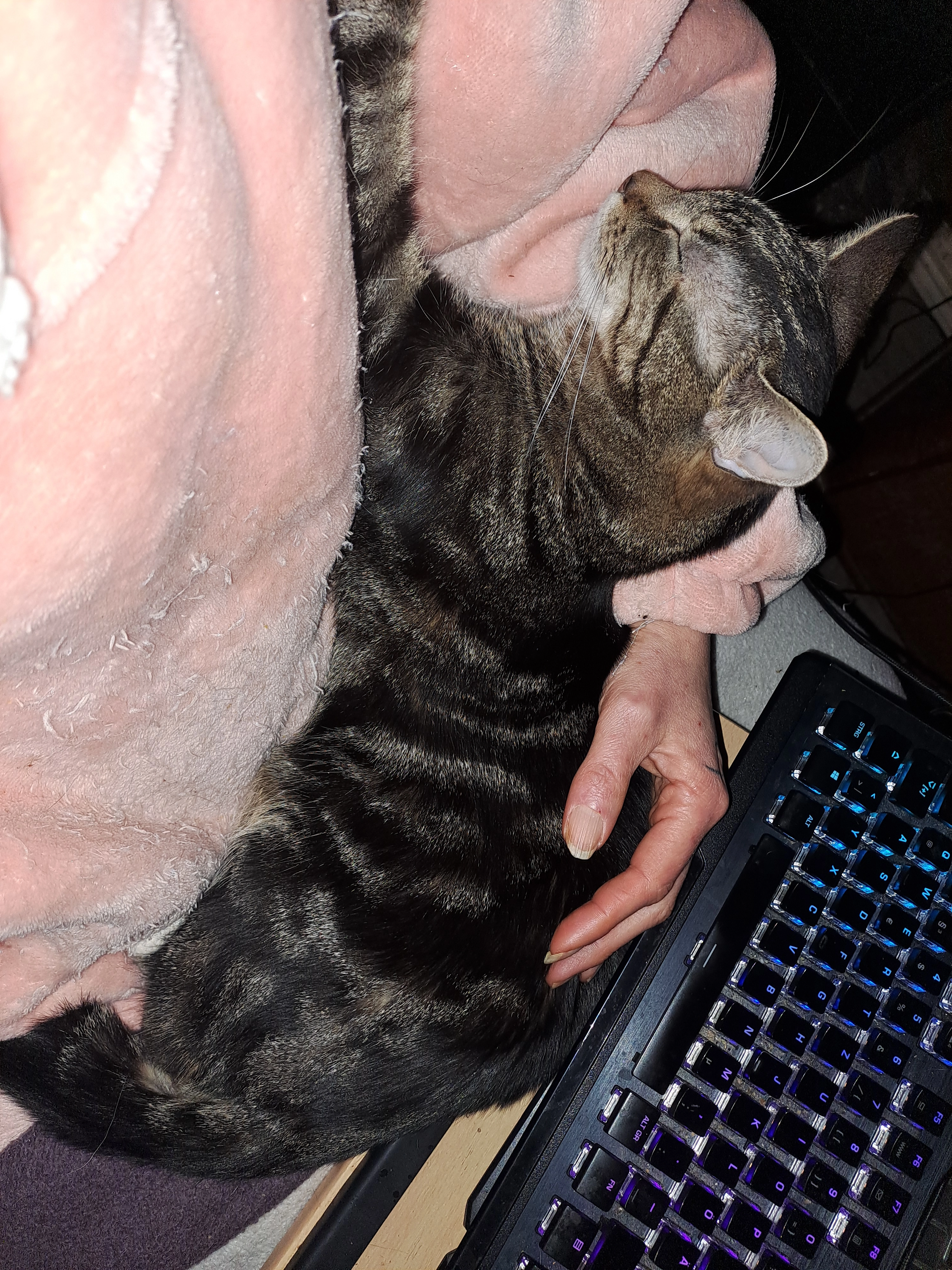 Merlin  - Unterland, Lauscha