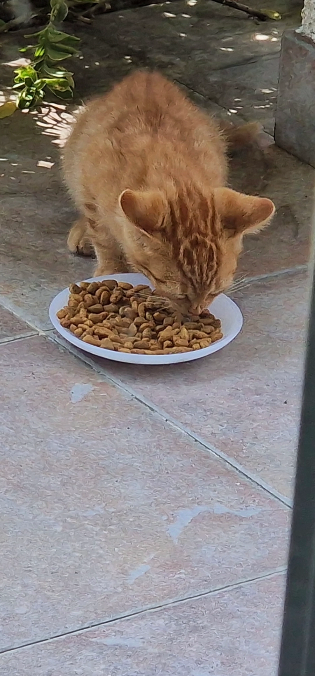 Rouquin  - Avenida Claudino Santos Costa, Gafanha da Boa Hora