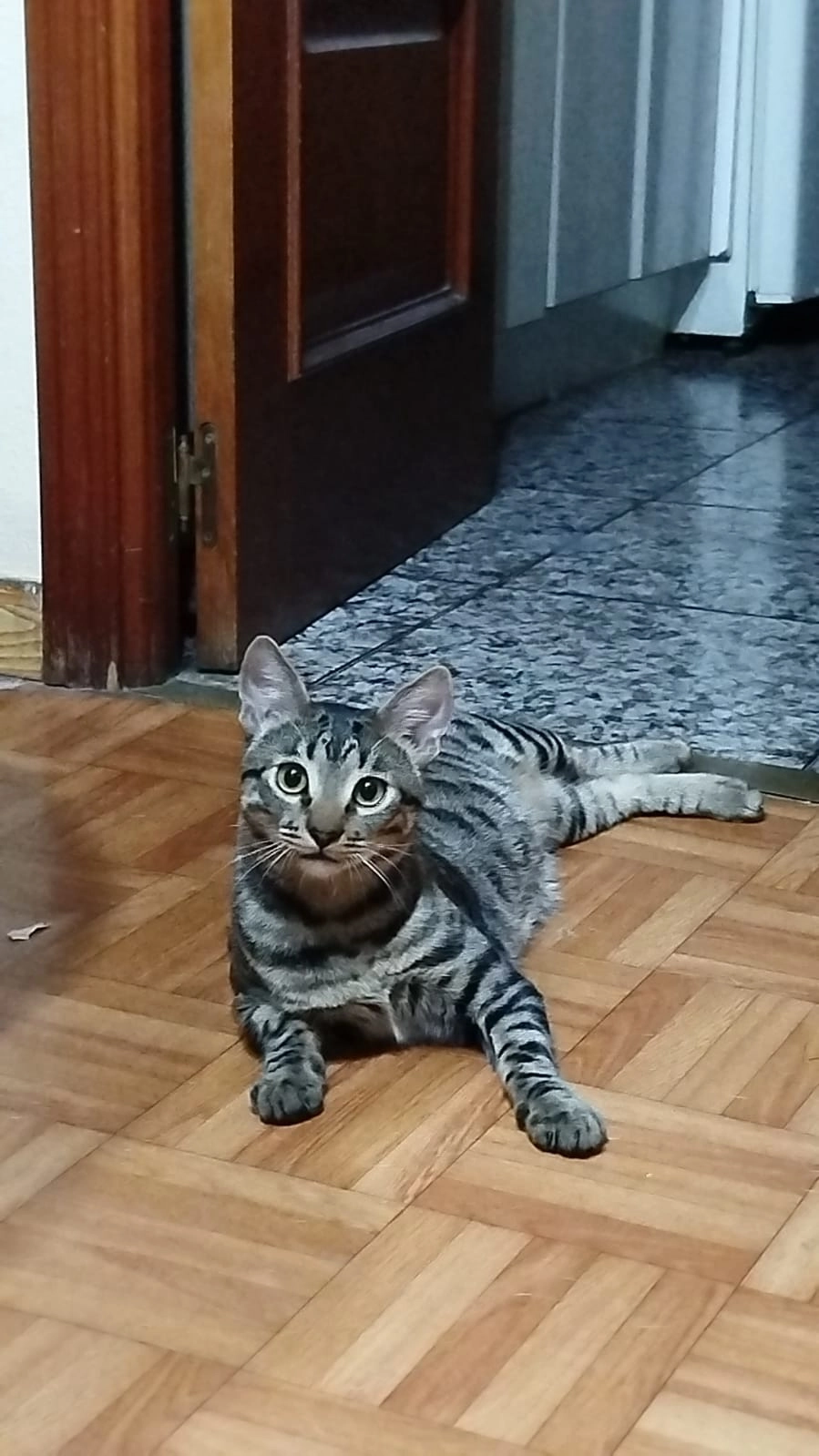 Toyo - Calle de Beniferri 75, Madrid